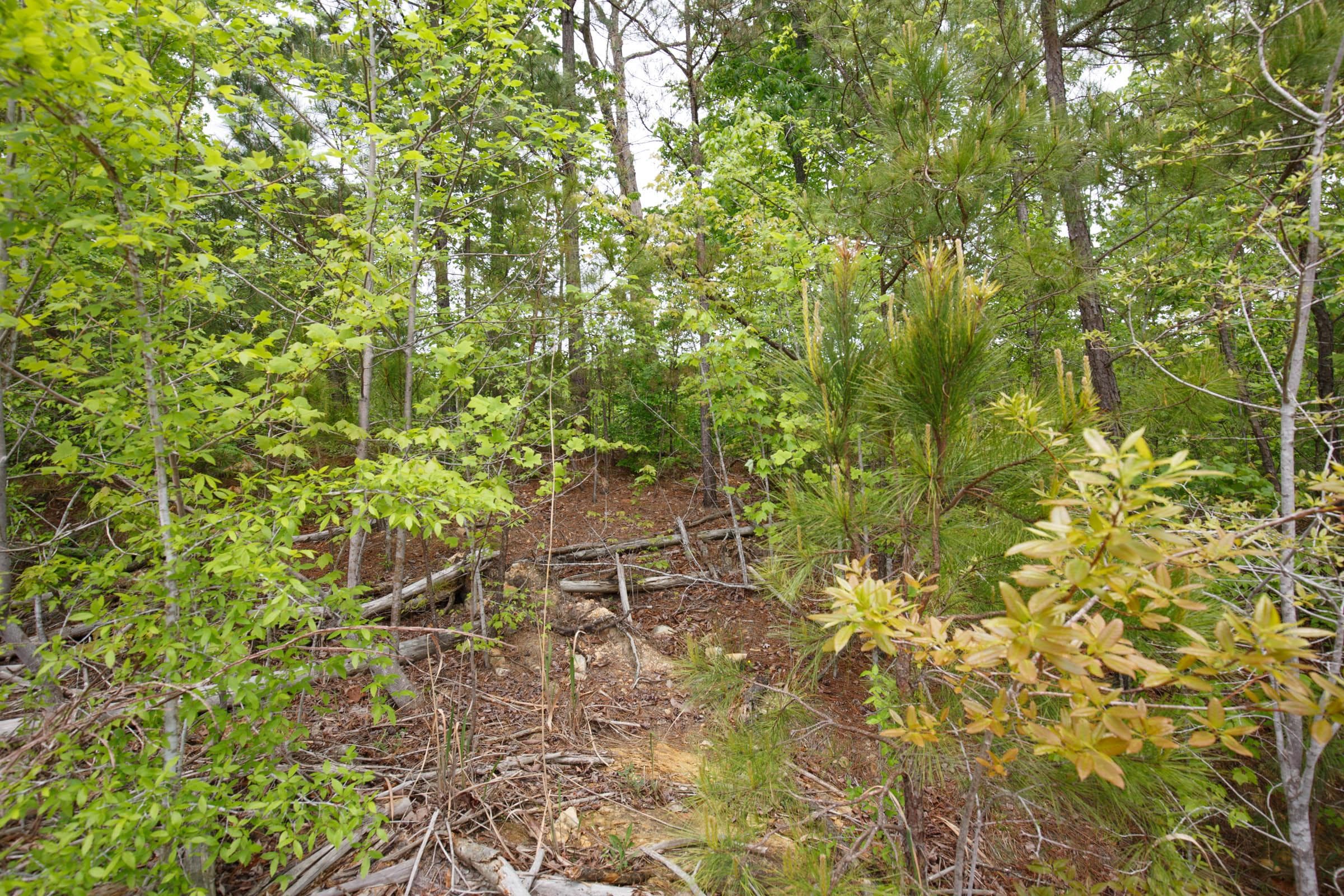 Red Barn Ranch — Zero Credit Land owner financed land for sale in Benton County, Tennessee photo 11
