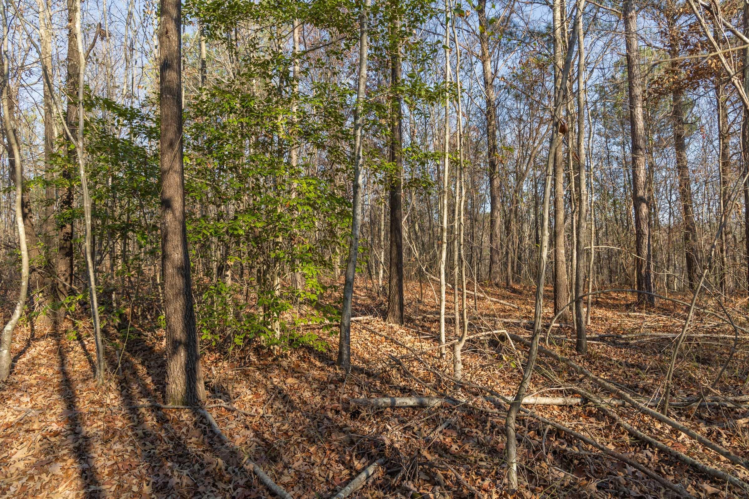 Lighting Ridge — Zero Credit Land owner financed land for sale in Colbert County, Alabama photo 19