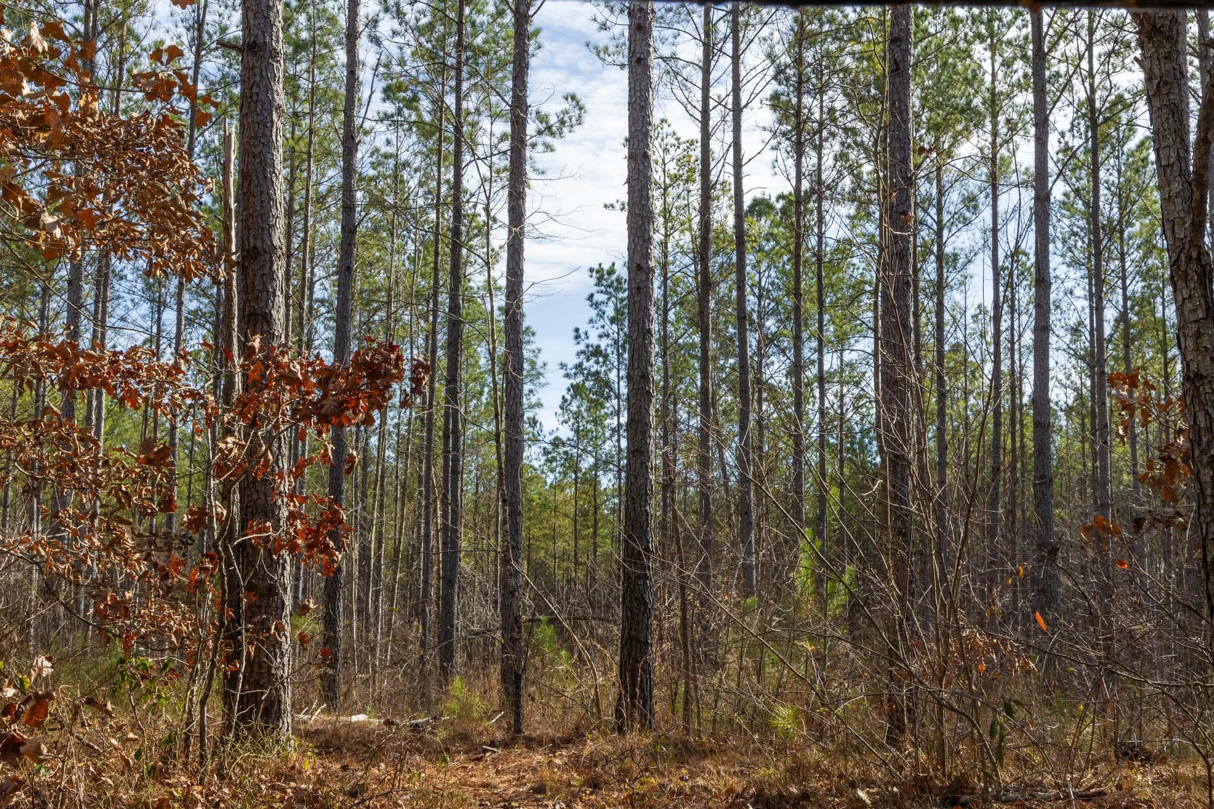 Lighting Ridge — Zero Credit Land owner financed land for sale in Colbert County, Alabama photo 55