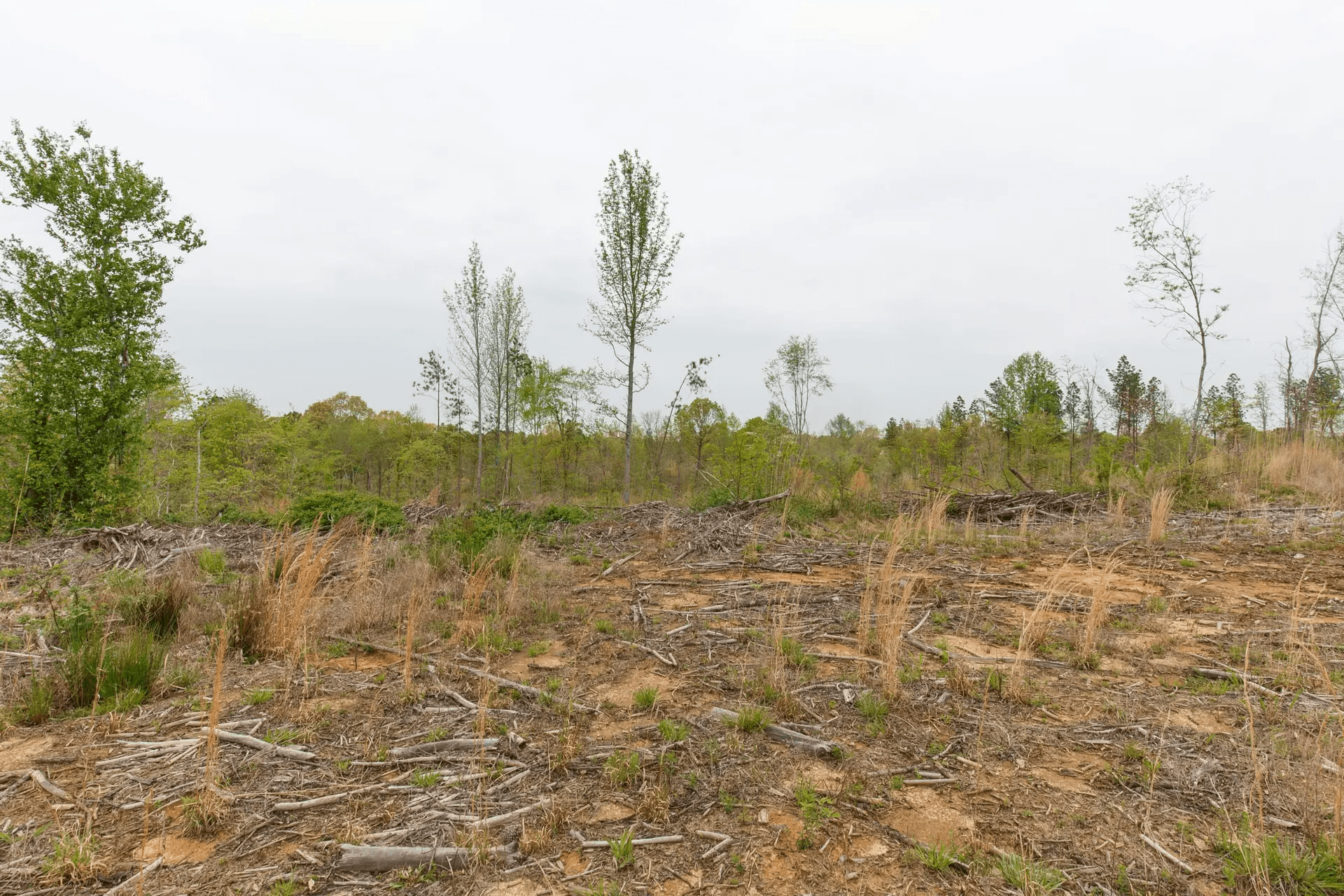Twin Rivers — Zero Credit Land owner financed land for sale in Henderson County, Tennessee photo 10