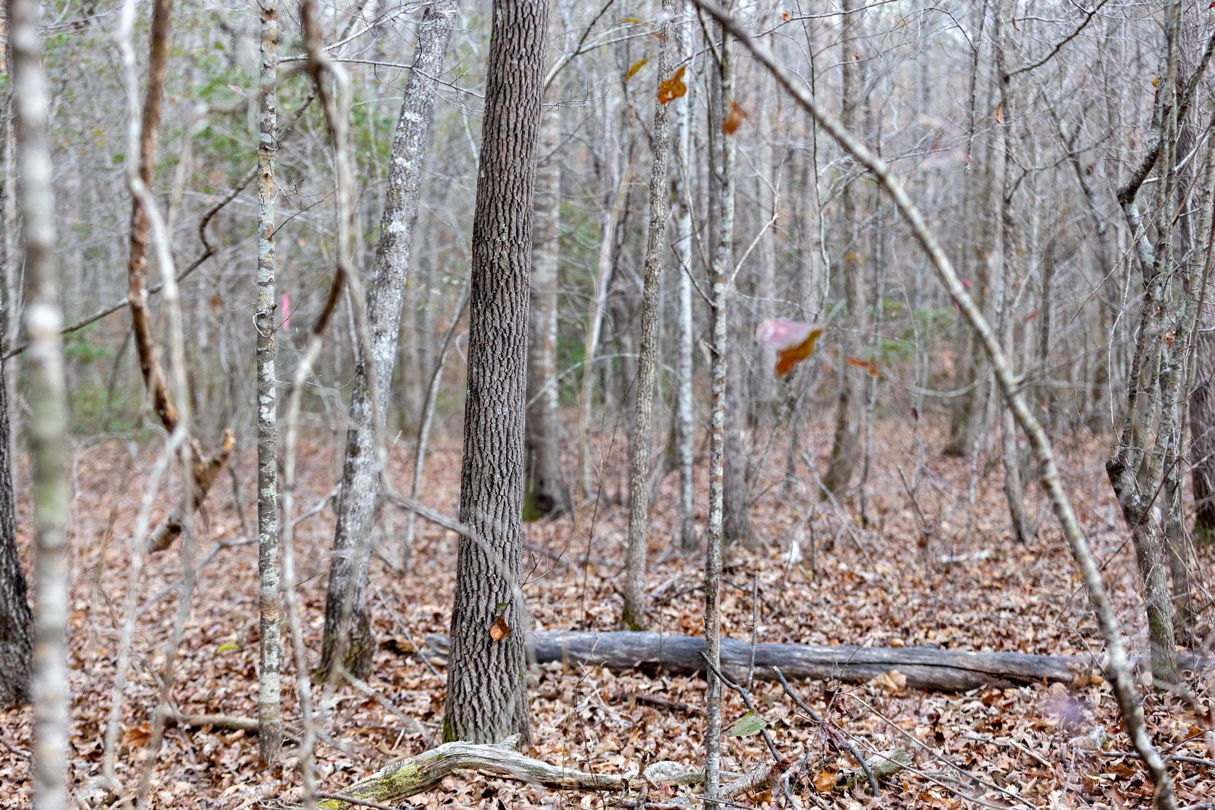 Baker Creek — Zero Credit Land owner financed land for sale in Fayette County, Alabama photo 2