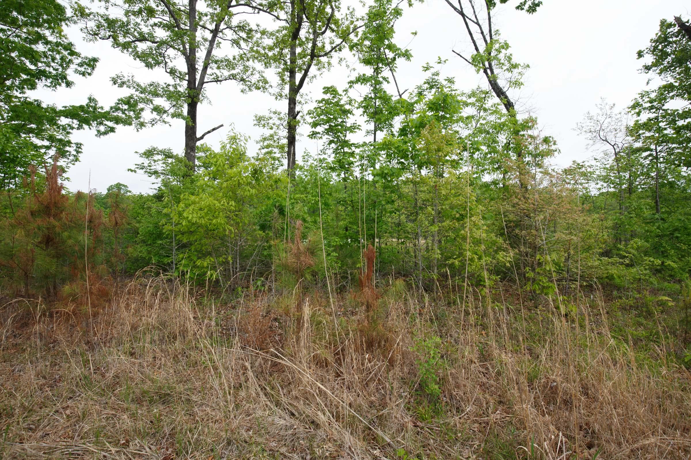 Red Barn Ranch — Zero Credit Land owner financed land for sale in Benton County, Tennessee photo 12