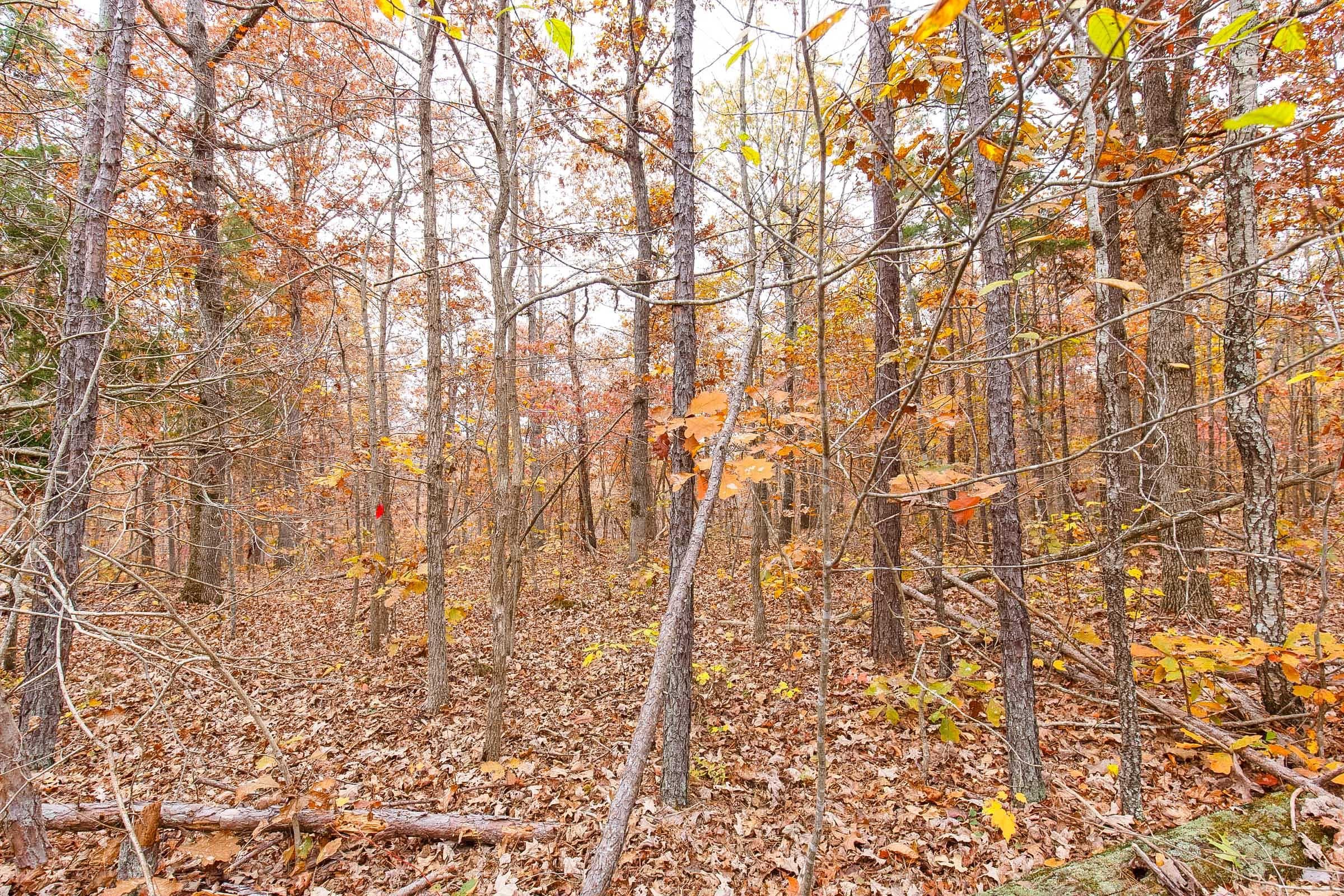 Hawk Crest — Zero Credit Land owner financed land for sale in Reynolds County, Missouri photo 3