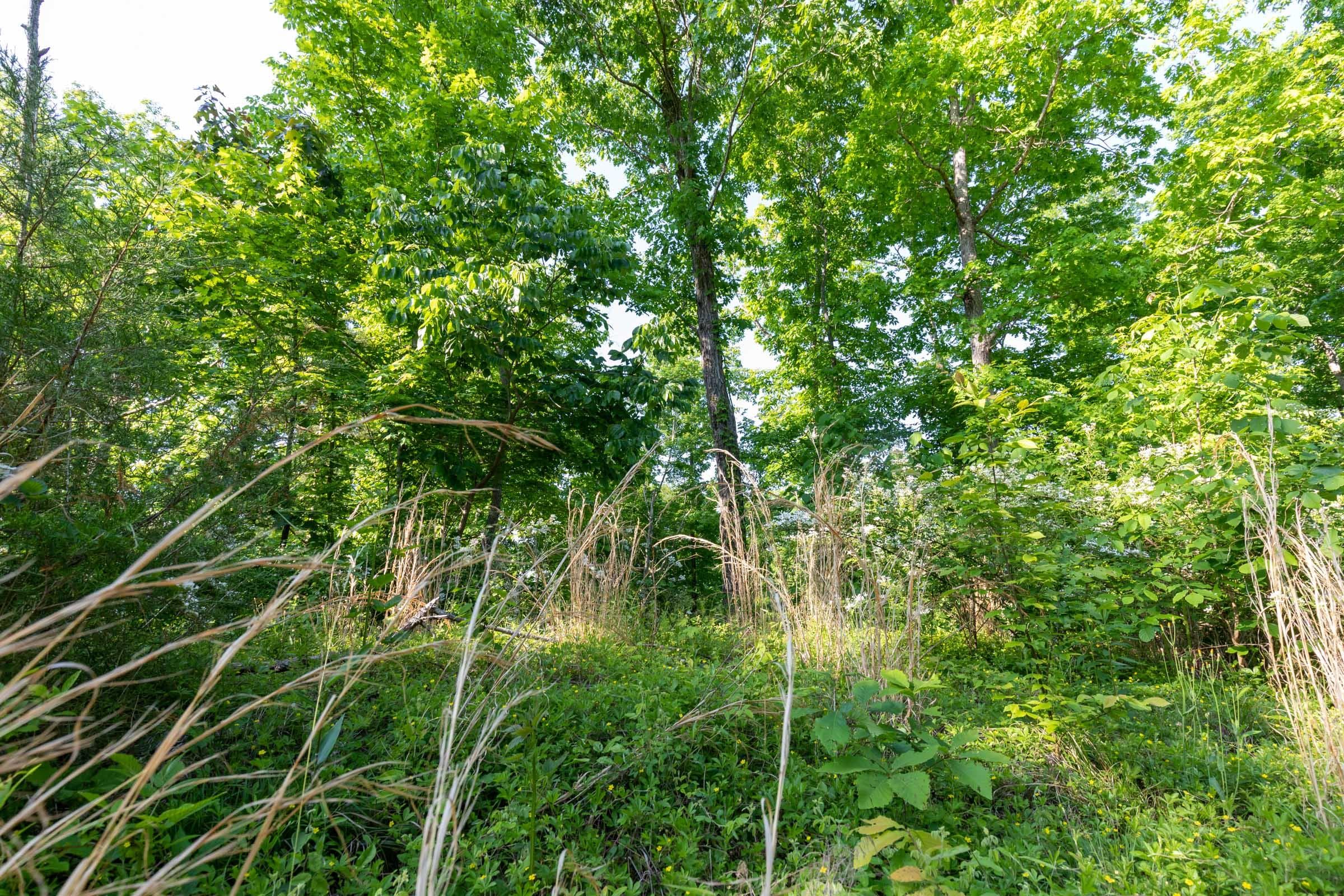 Cedar Creek — Zero Credit Land owner financed land for sale in Perry County, Tennessee photo 2