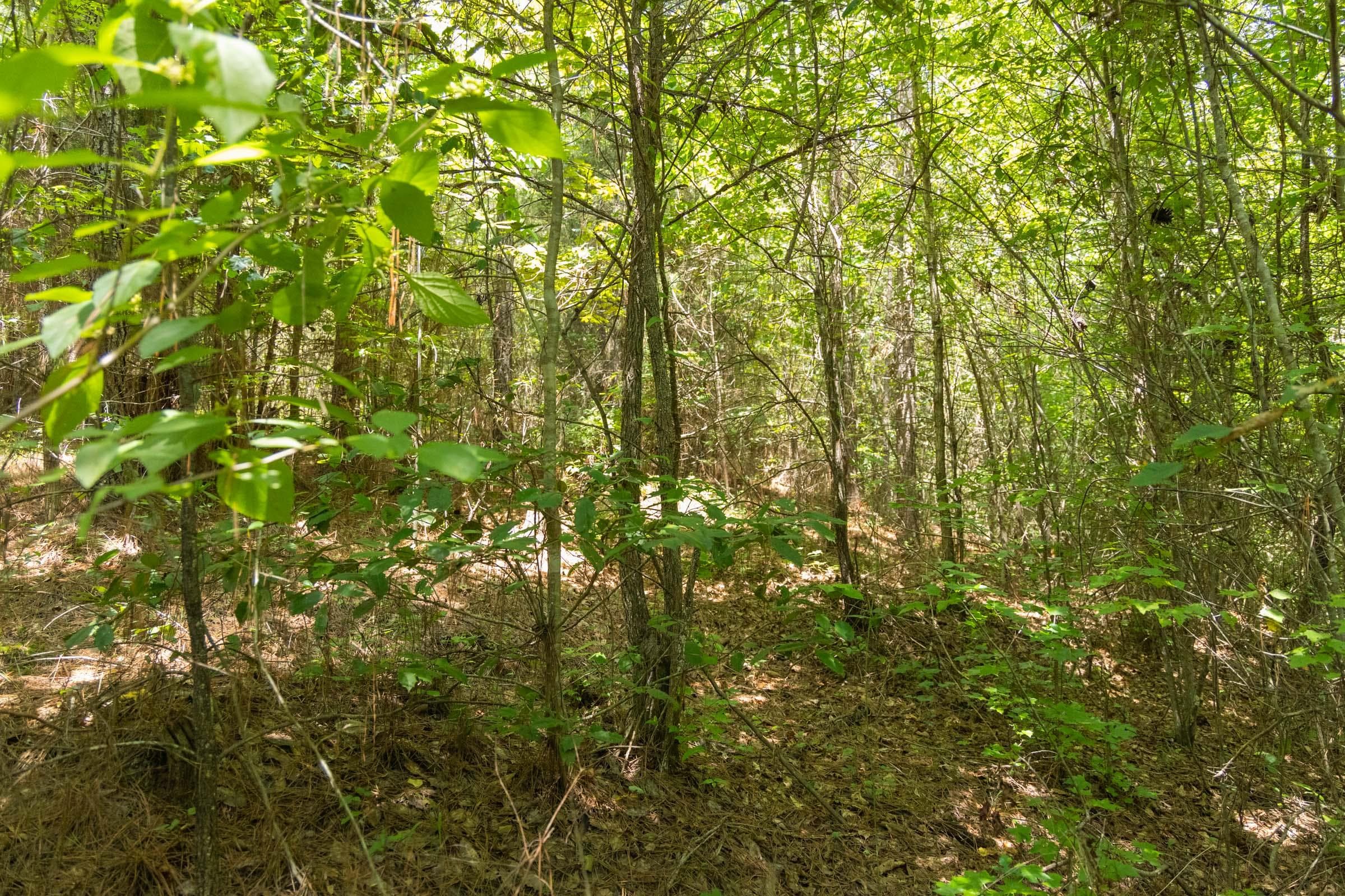 Olive Hill — Zero Credit Land owner financed land for sale in Lamar County, Alabama photo 10