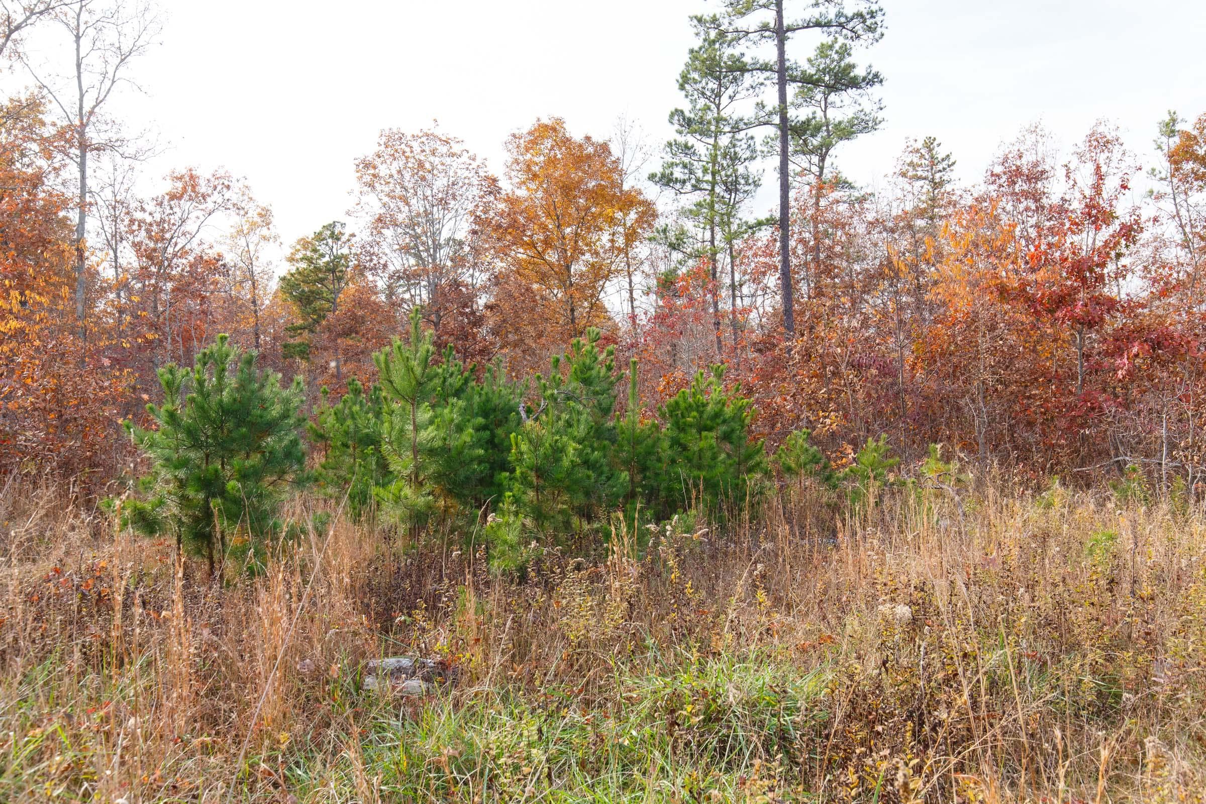Hawk Crest — Zero Credit Land owner financed land for sale in Reynolds County, Missouri photo 2