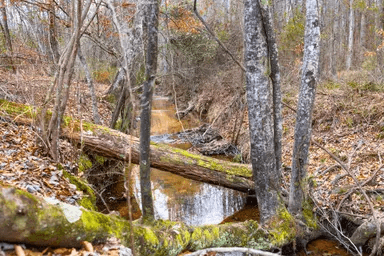 Baker Creek — Zero Credit Land owner financed land for sale in Fayette County, Alabama photo 26