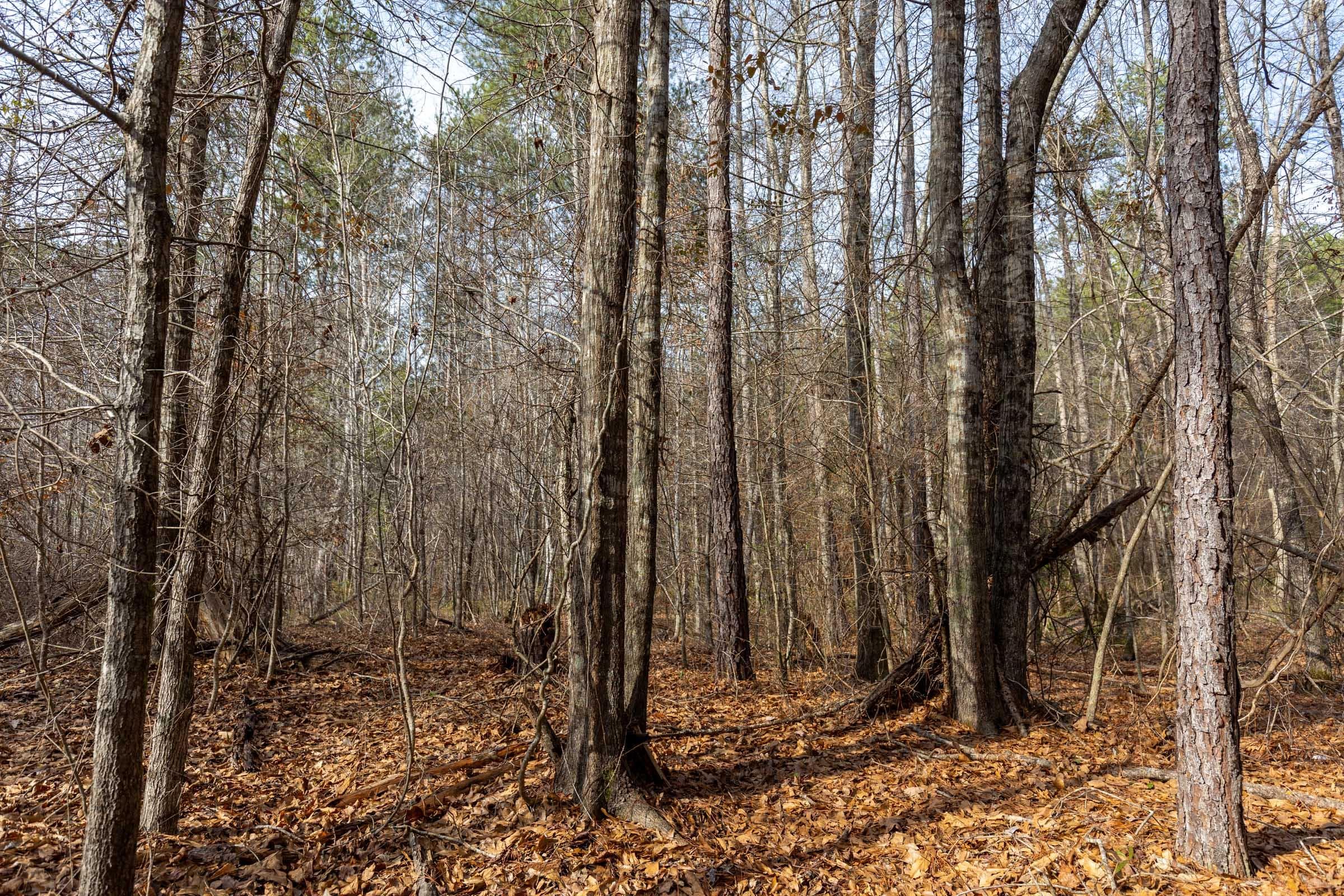Baker Creek — Zero Credit Land owner financed land for sale in Fayette County, Alabama photo 6