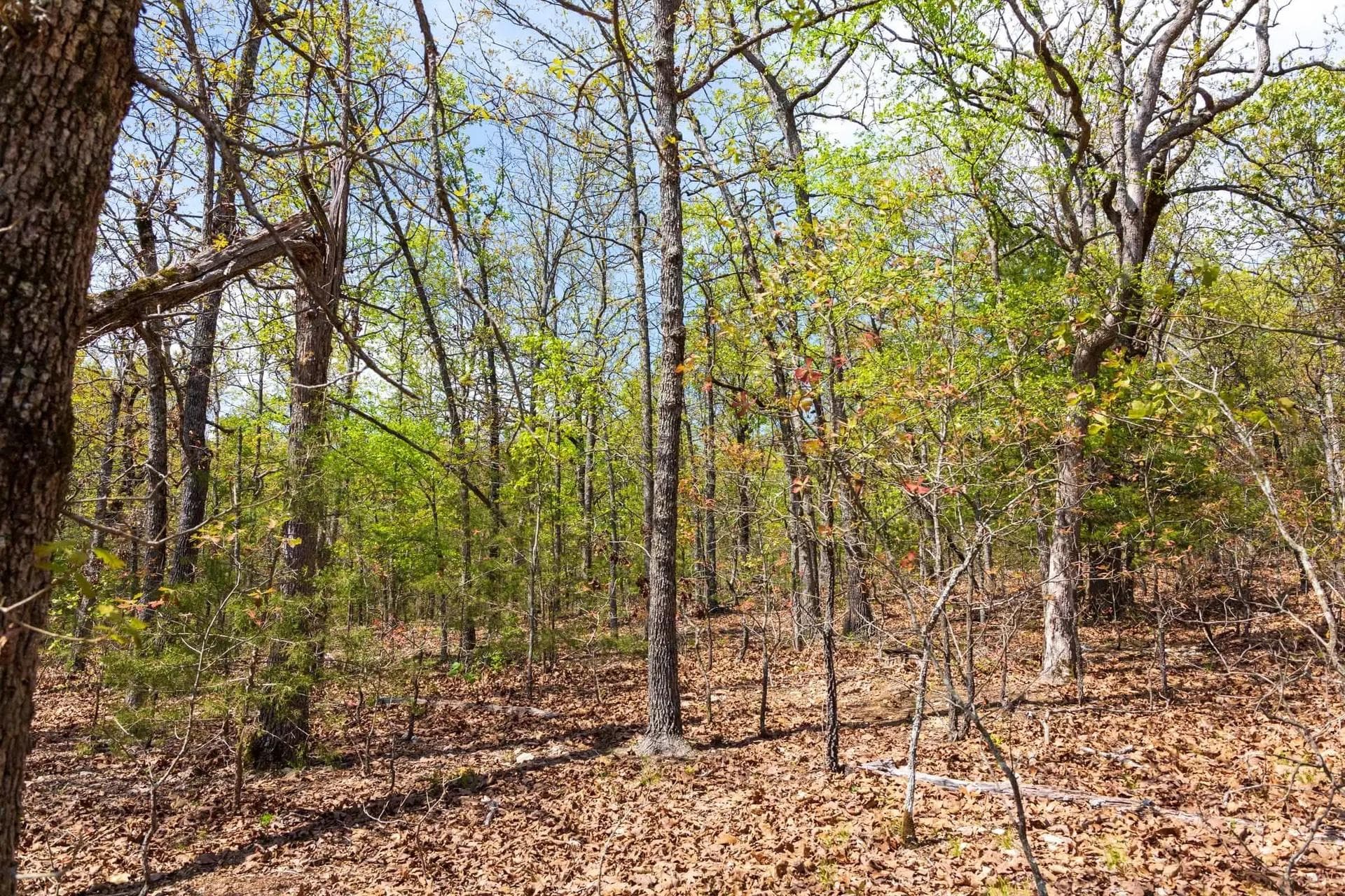  Autumnwood — Zero Credit Land owner financed land for sale in Fulton County, Arkansas photo 2
