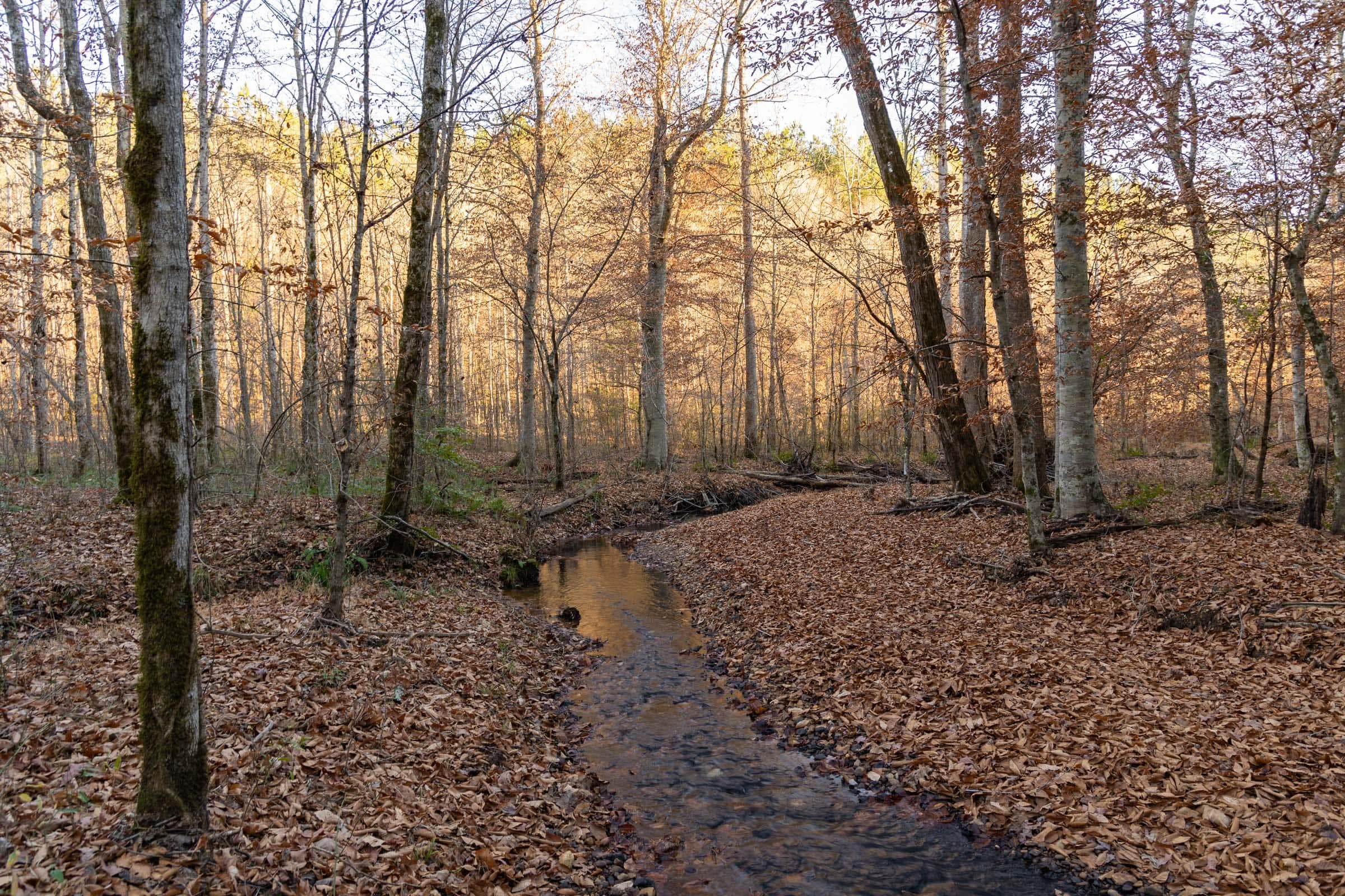 Lighting Ridge — Zero Credit Land owner financed land for sale in Colbert County, Alabama photo 24