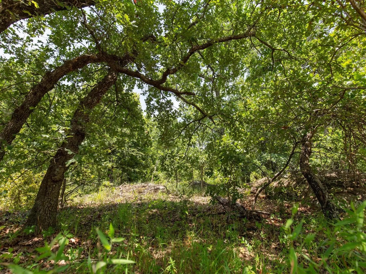 Timber Ridge — Zero Credit Land owner financed land for sale in McIntosh County, Oklahoma photo 25