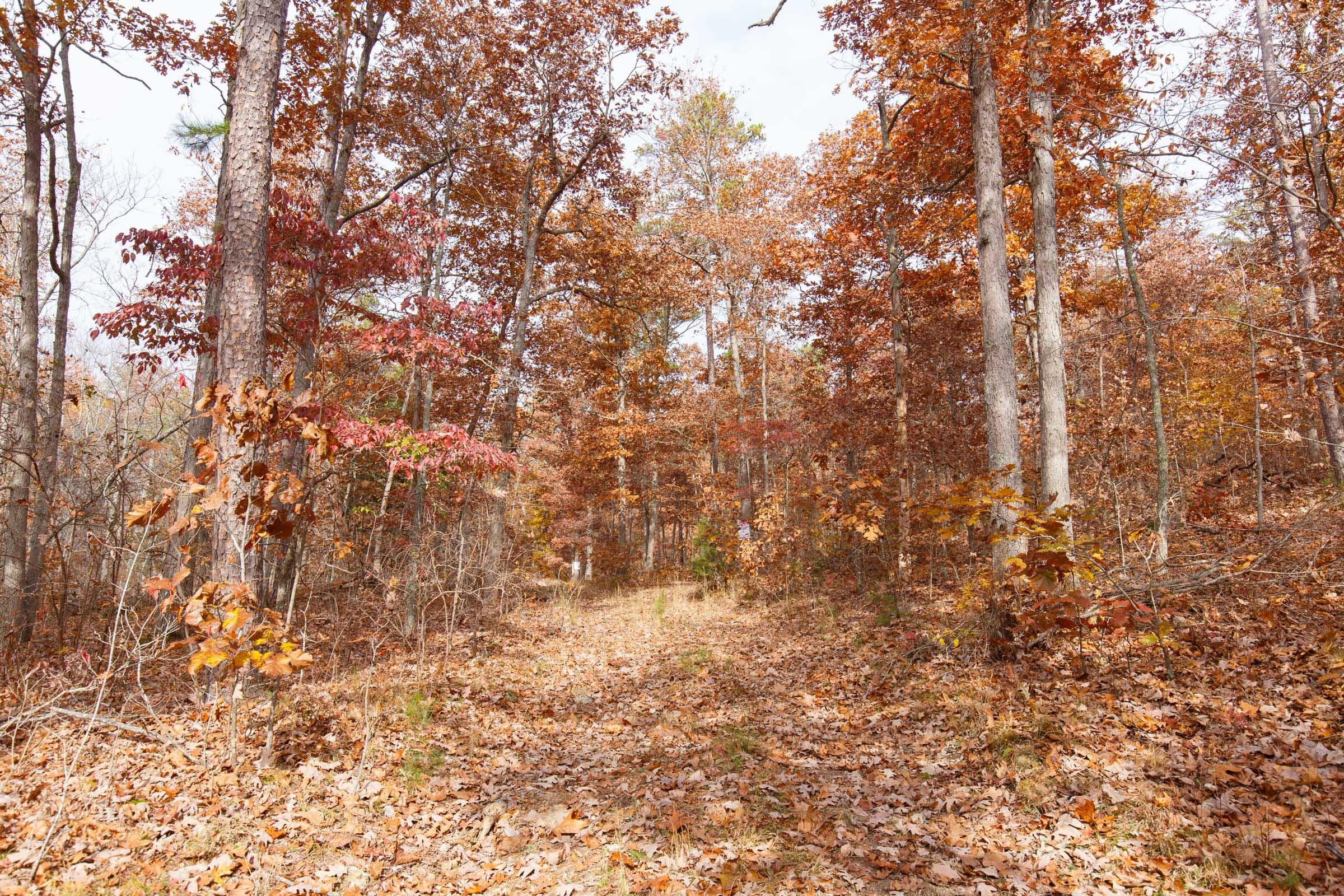 Hawk Crest — Zero Credit Land owner financed land for sale in Reynolds County, Missouri photo 40