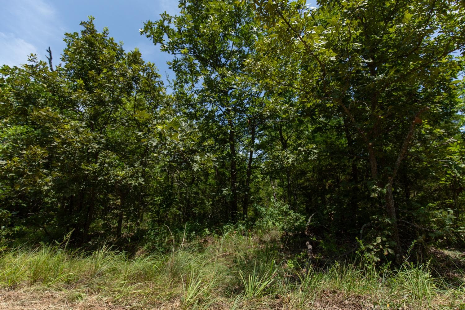 Timber Ridge — Zero Credit Land owner financed land for sale in McIntosh County, Oklahoma photo 3