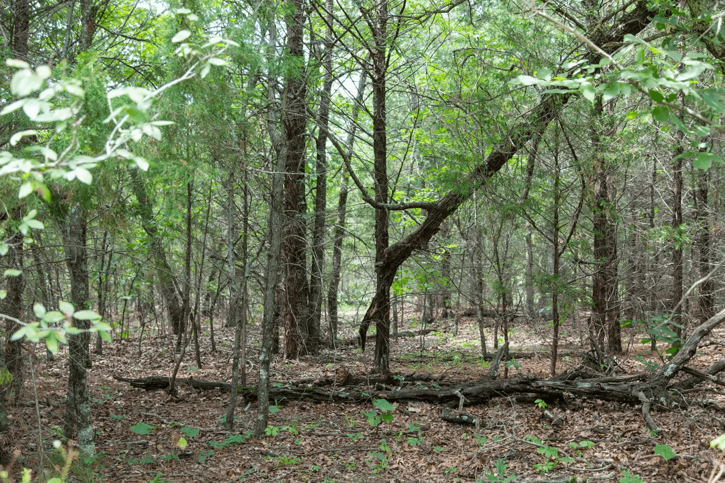 Timber Ridge — Zero Credit Land owner financed land for sale in McIntosh County, Oklahoma photo 26