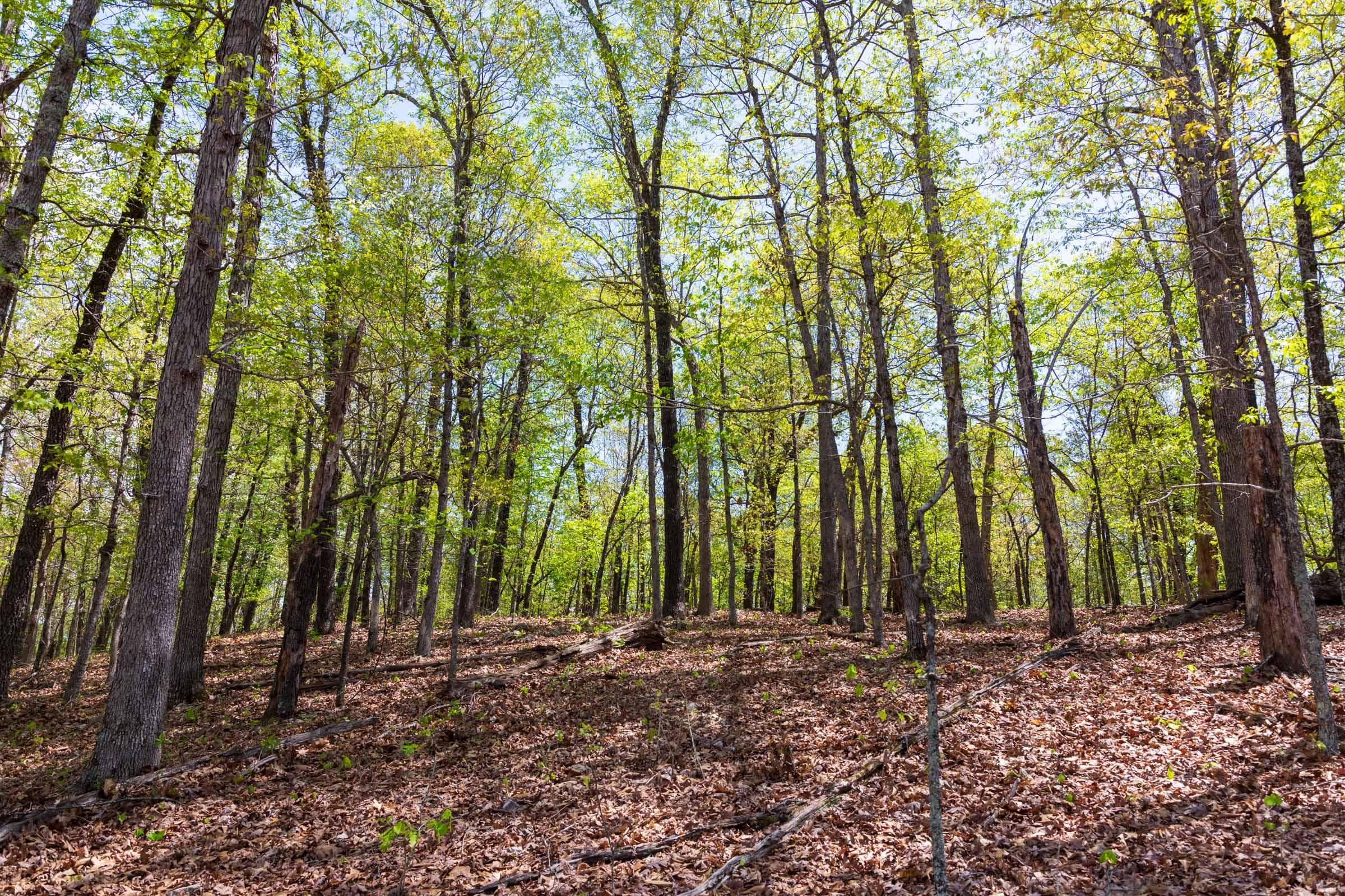  Autumnwood — Zero Credit Land owner financed land for sale in Fulton County, Arkansas photo 13