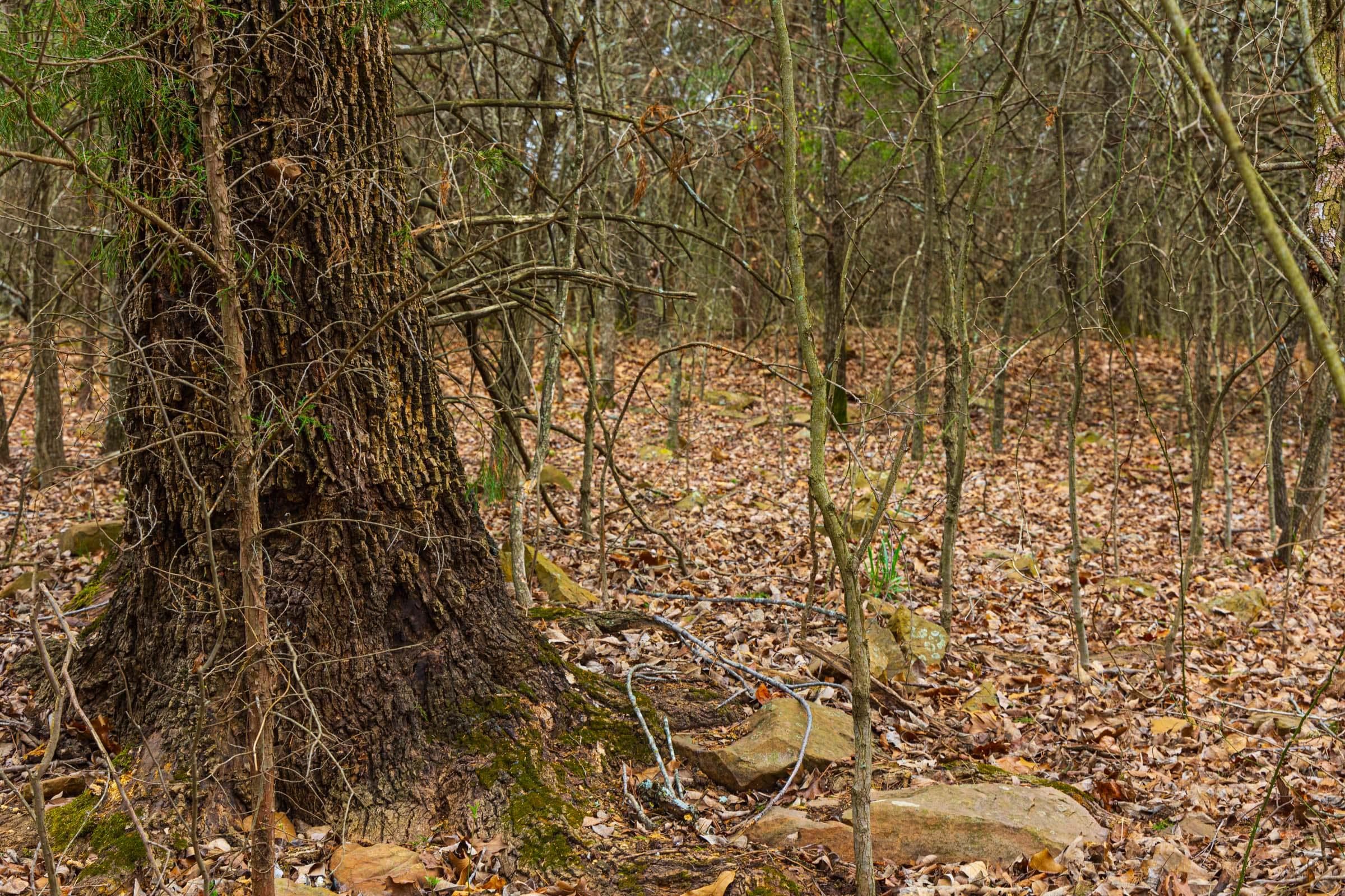 Reserves At Cattail Cove Phase I — Zero Credit Land owner financed land for sale in Pittsburg County, Oklahoma photo 14