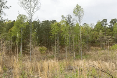 Twin Rivers — Zero Credit Land owner financed land for sale in Henderson County, Tennessee photo 33