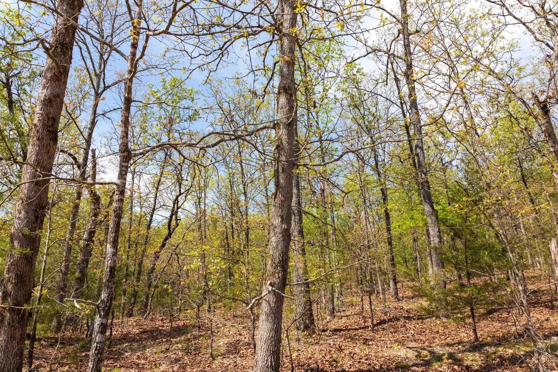  Autumnwood — Zero Credit Land owner financed land for sale in Fulton County, Arkansas photo 4