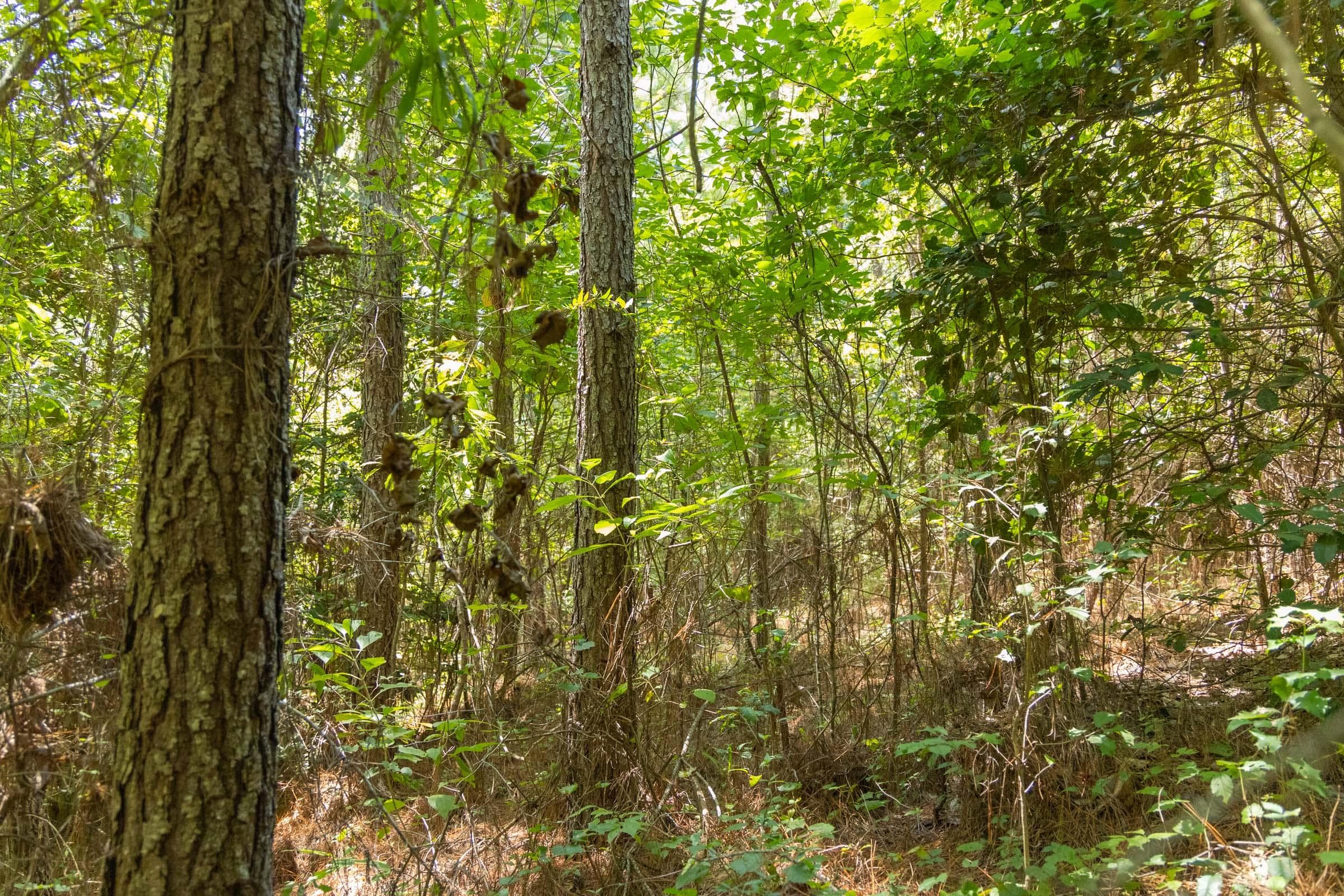 Olive Hill — Zero Credit Land owner financed land for sale in Lamar County, Alabama photo 11