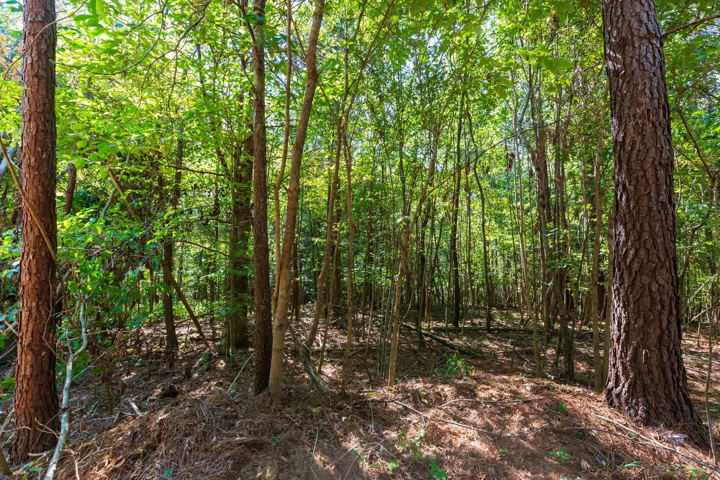 Redemption Ridge — Zero Credit Land owner financed land for sale in Wayne County, Tennessee photo 26