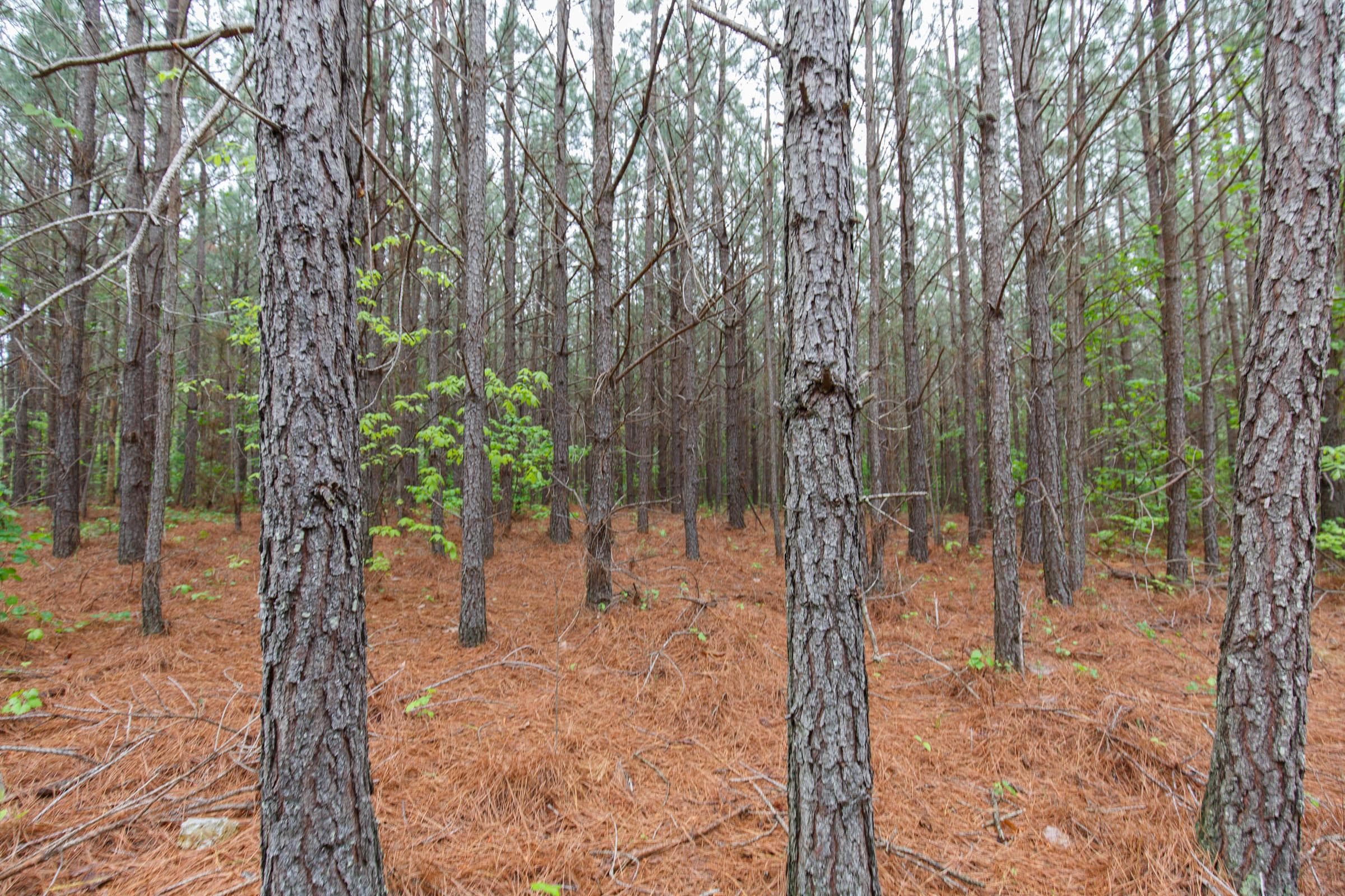 Red Barn Ranch — Zero Credit Land owner financed land for sale in Benton County, Tennessee photo 2
