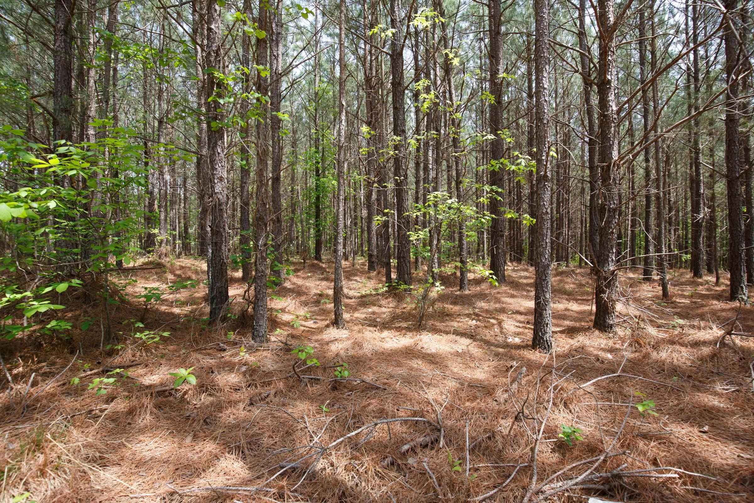 Red Barn Ranch — Zero Credit Land owner financed land for sale in Benton County, Tennessee photo 5