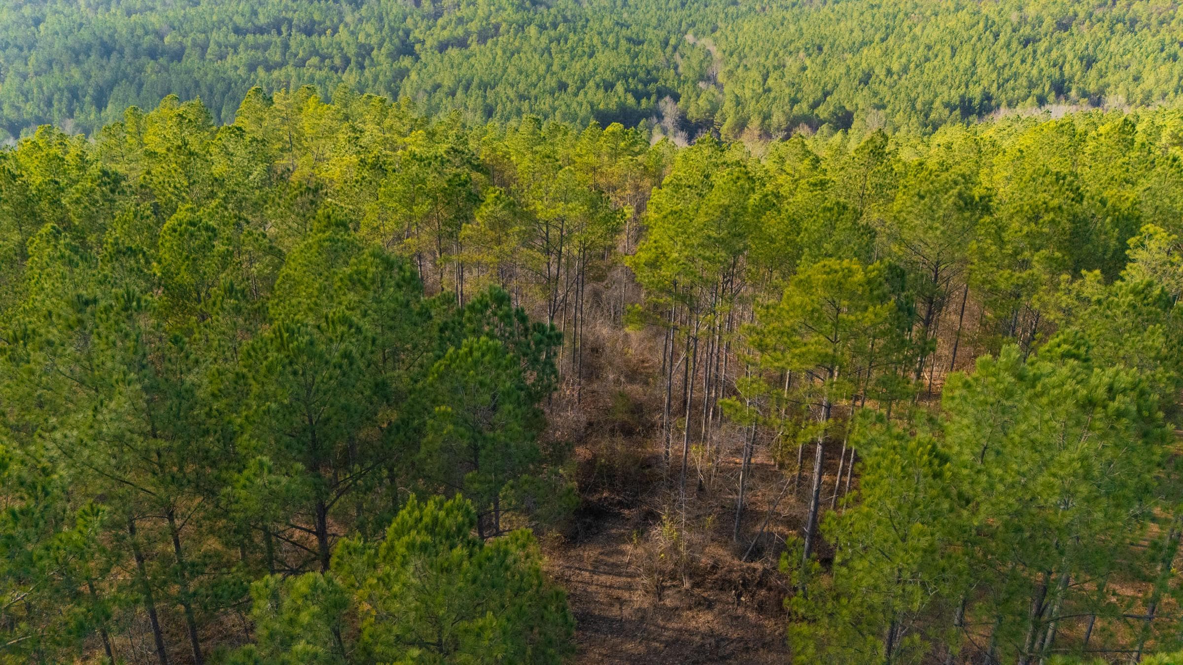 Lighting Ridge — Zero Credit Land owner financed land for sale in Colbert County, Alabama photo 17