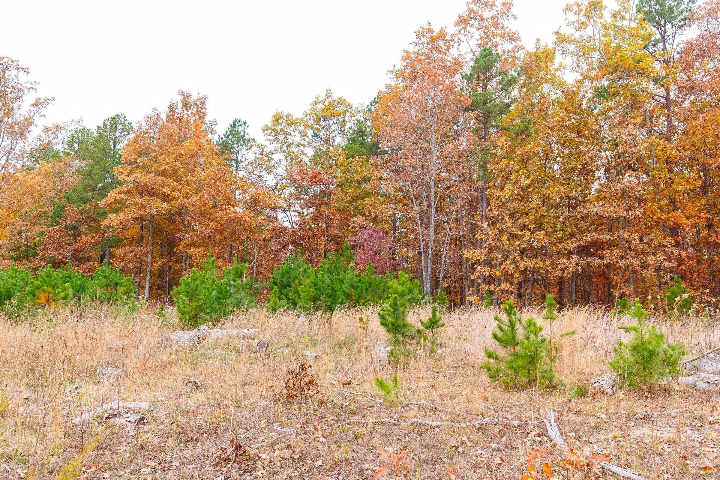 Hawk Crest — Zero Credit Land owner financed land for sale in Reynolds County, Missouri