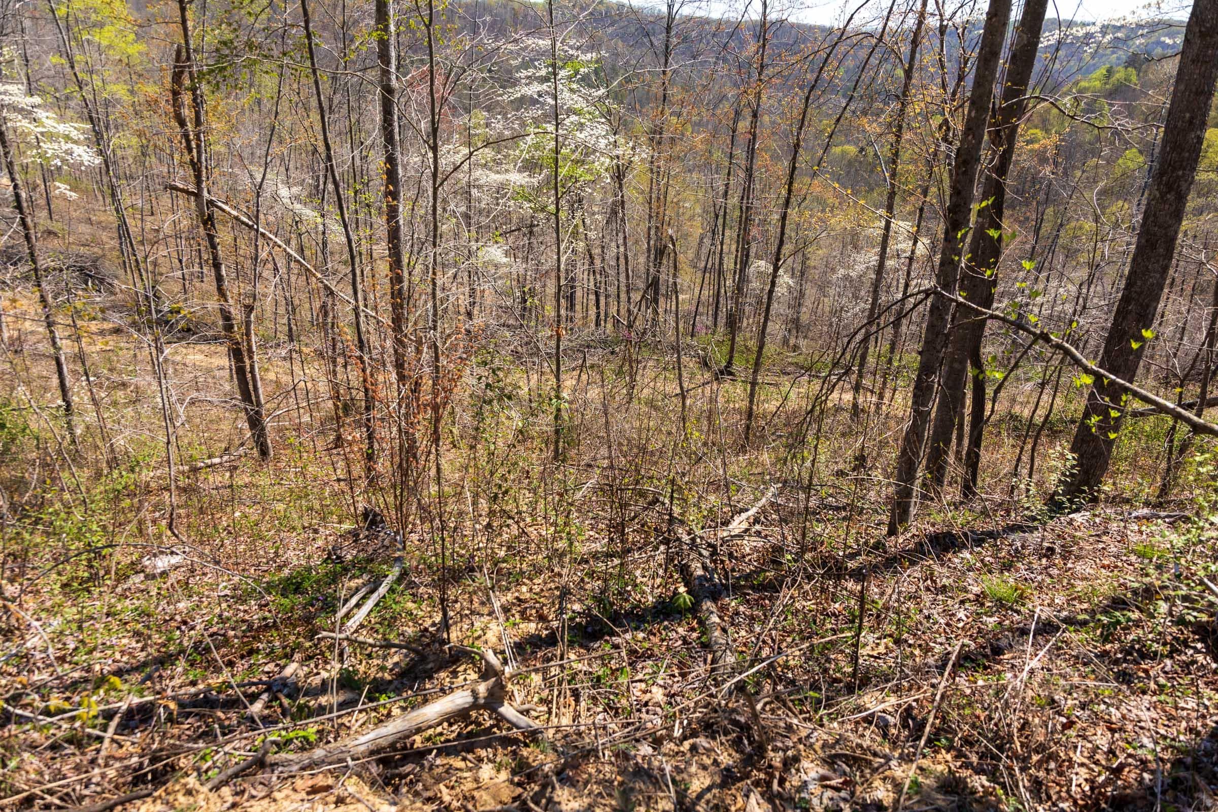 Creek Hollow Phase 1 — Zero Credit Land owner financed land for sale in Rockcastle County, Kentucky photo 56
