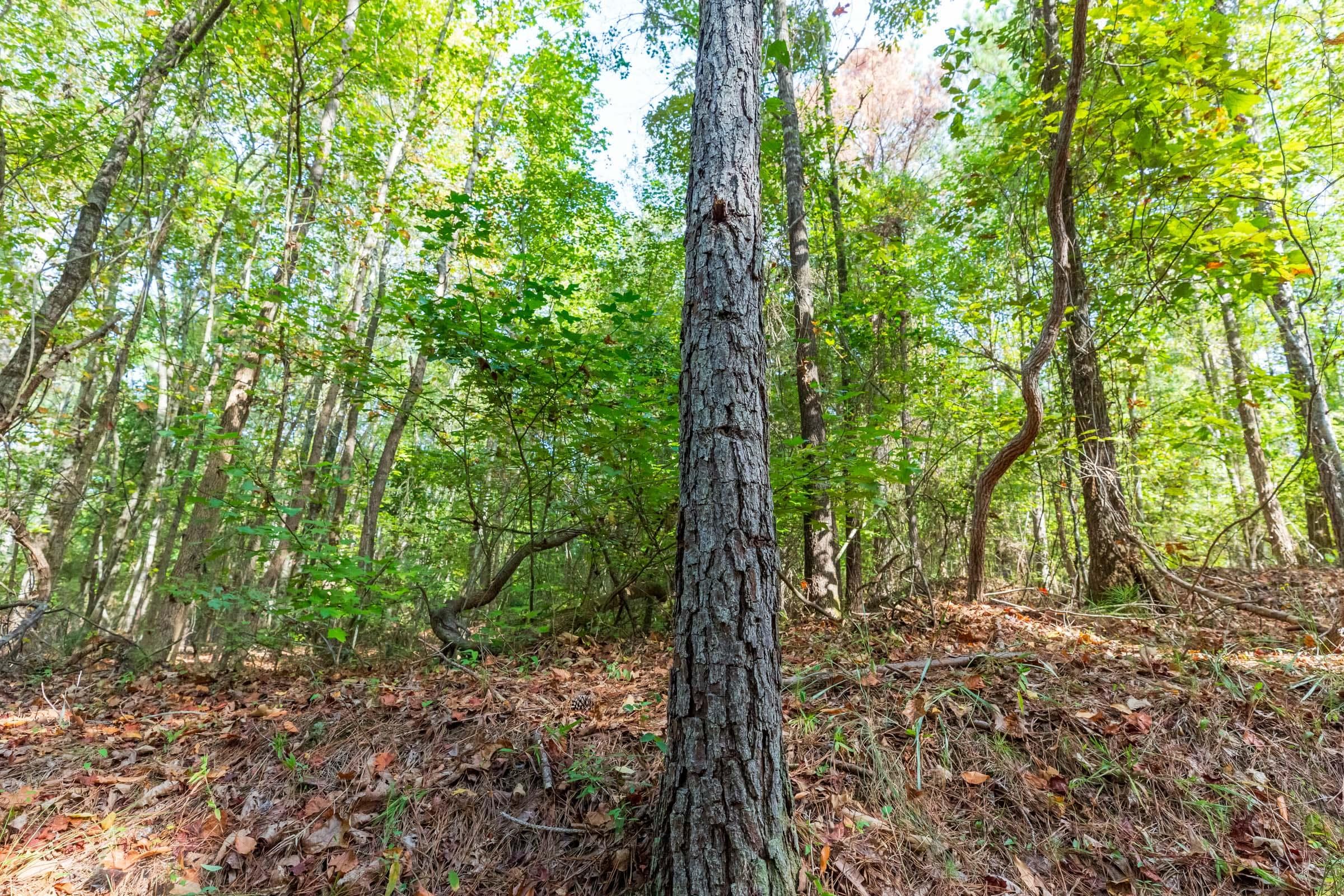 Willow Grove — Zero Credit Land owner financed land for sale in Lamar County, Alabama photo 32