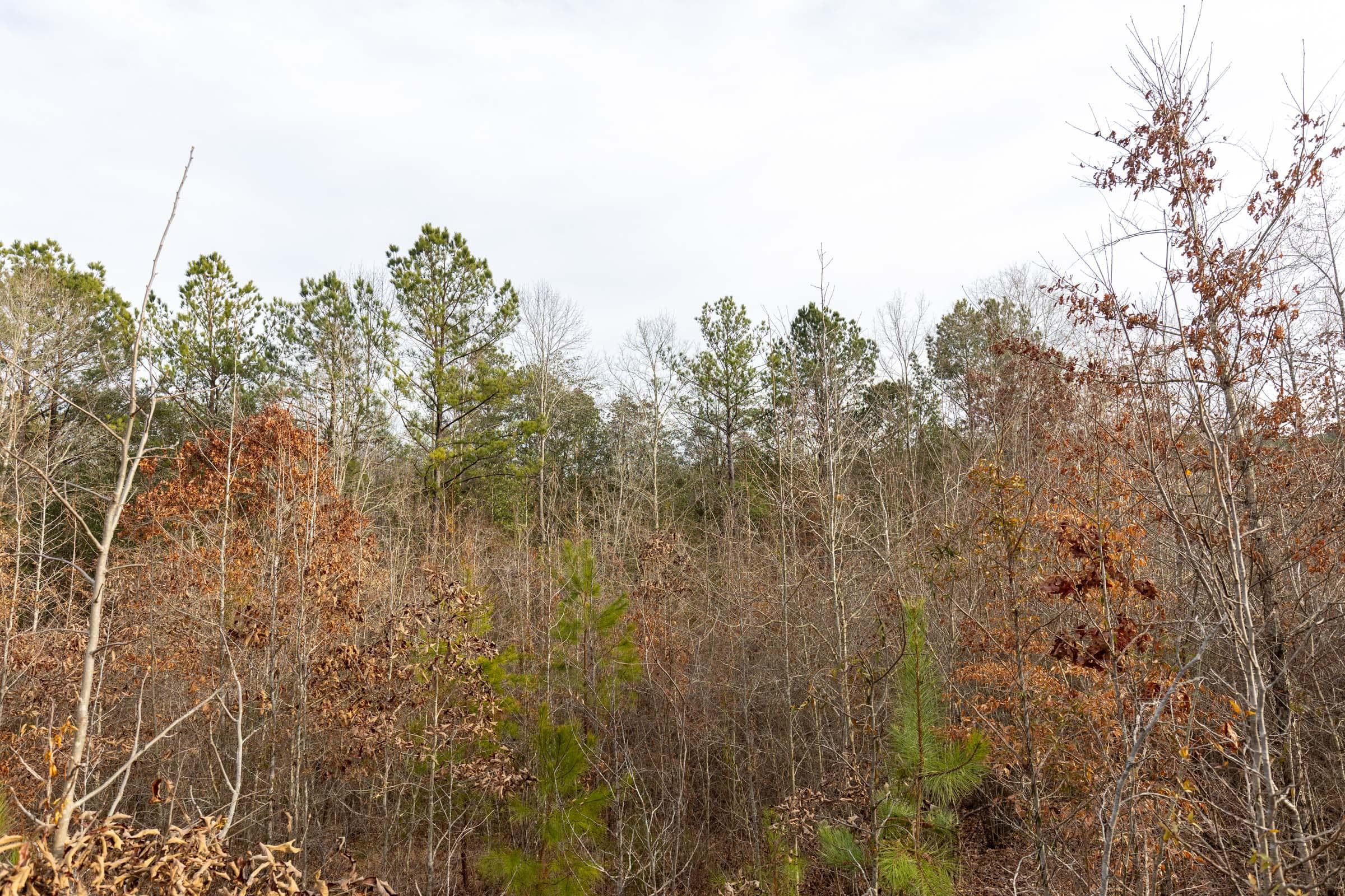 Baker Creek — Zero Credit Land owner financed land for sale in Fayette County, Alabama photo 3