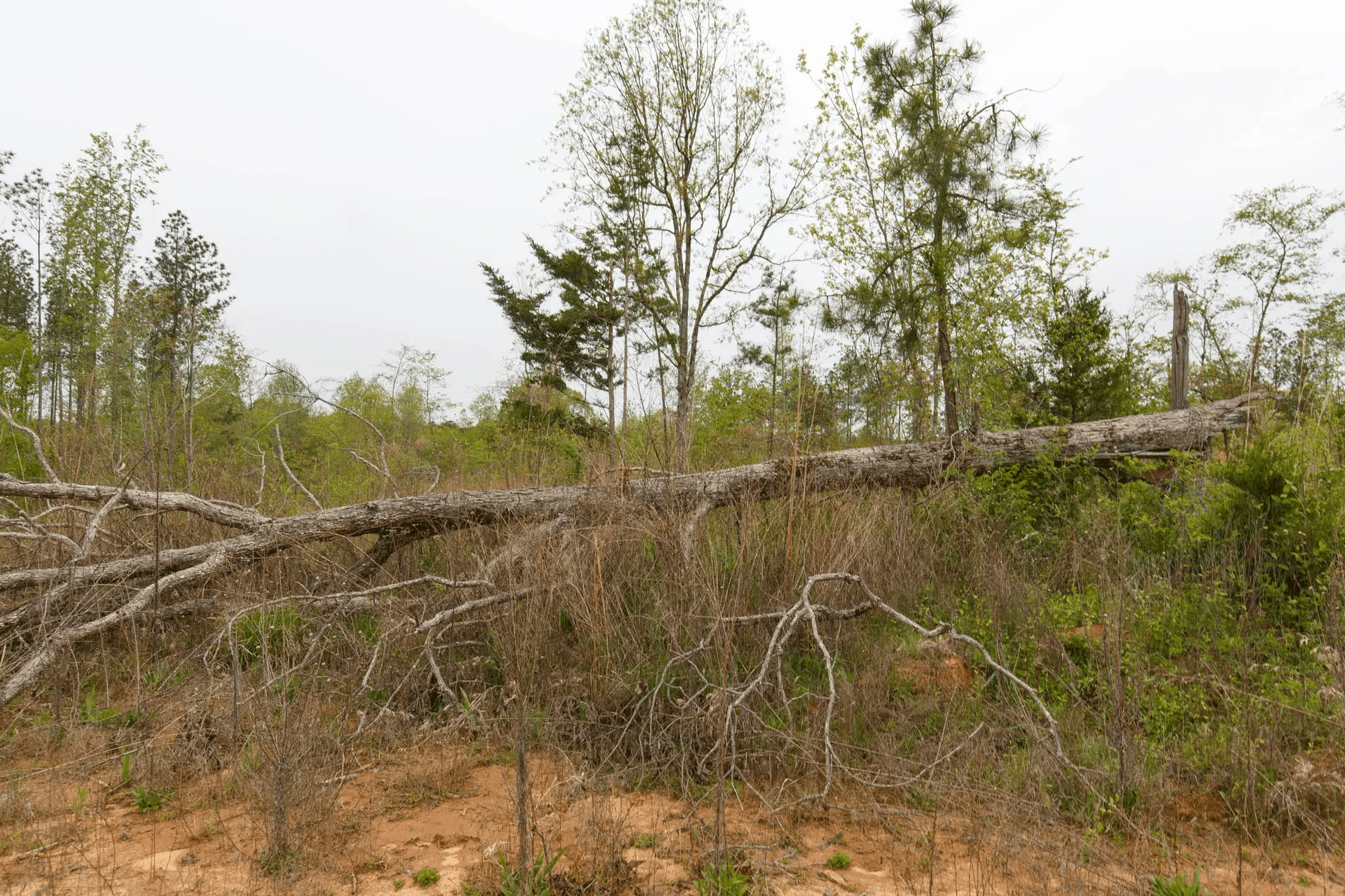 Twin Rivers — Zero Credit Land owner financed land for sale in Henderson County, Tennessee photo 4