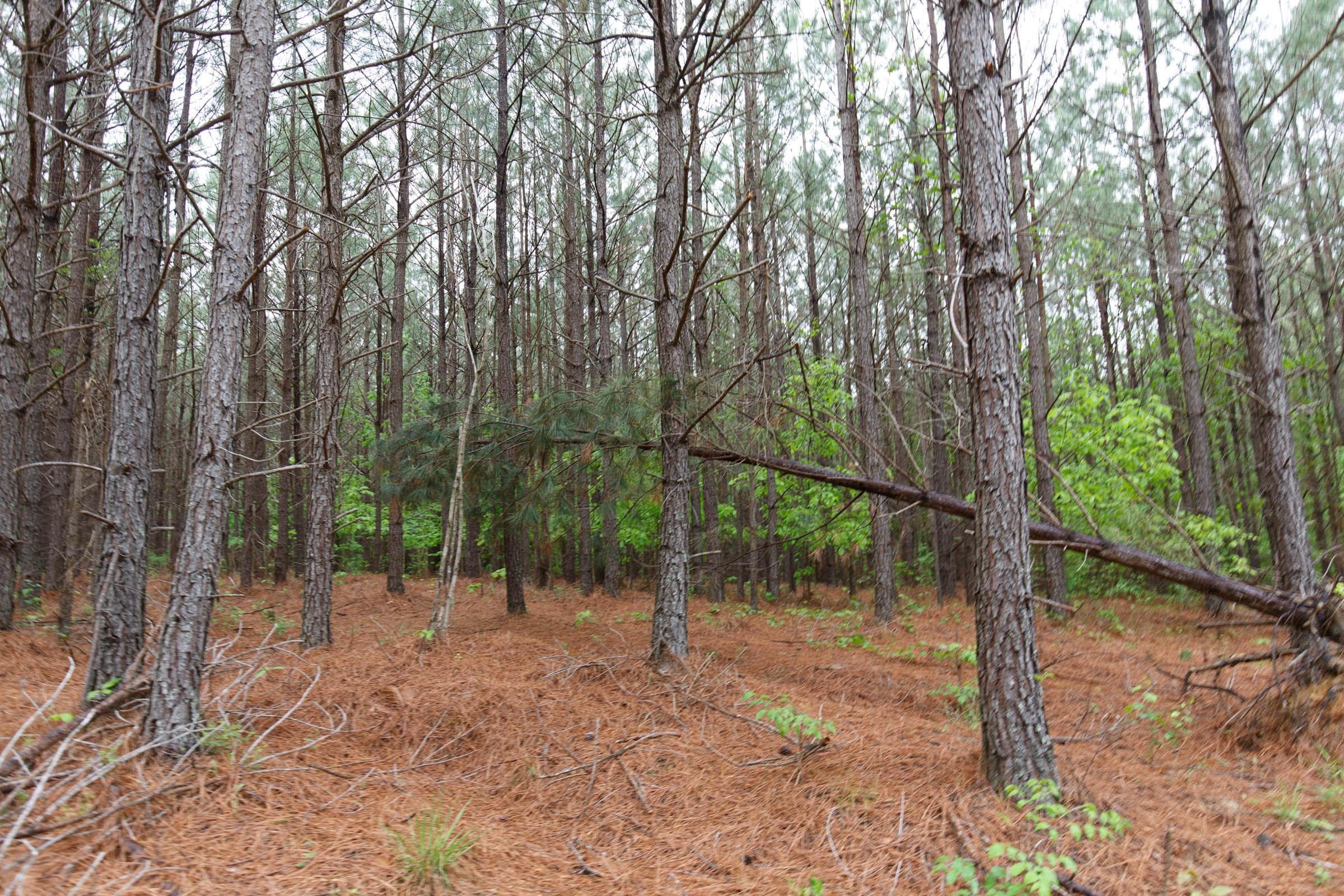 Red Barn Ranch — Zero Credit Land owner financed land for sale in Benton County, Tennessee