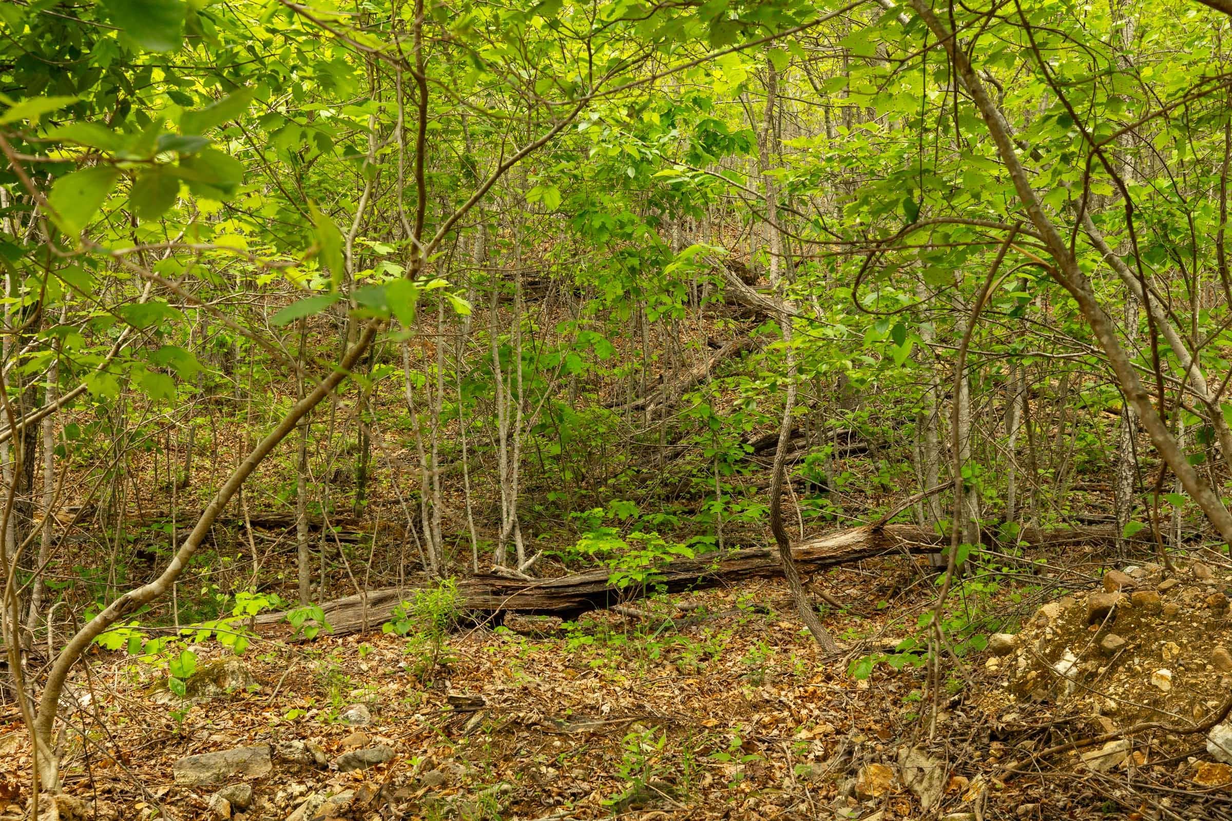 Double S Ranch — Zero Credit Land owner financed land for sale in Missouri photo 2