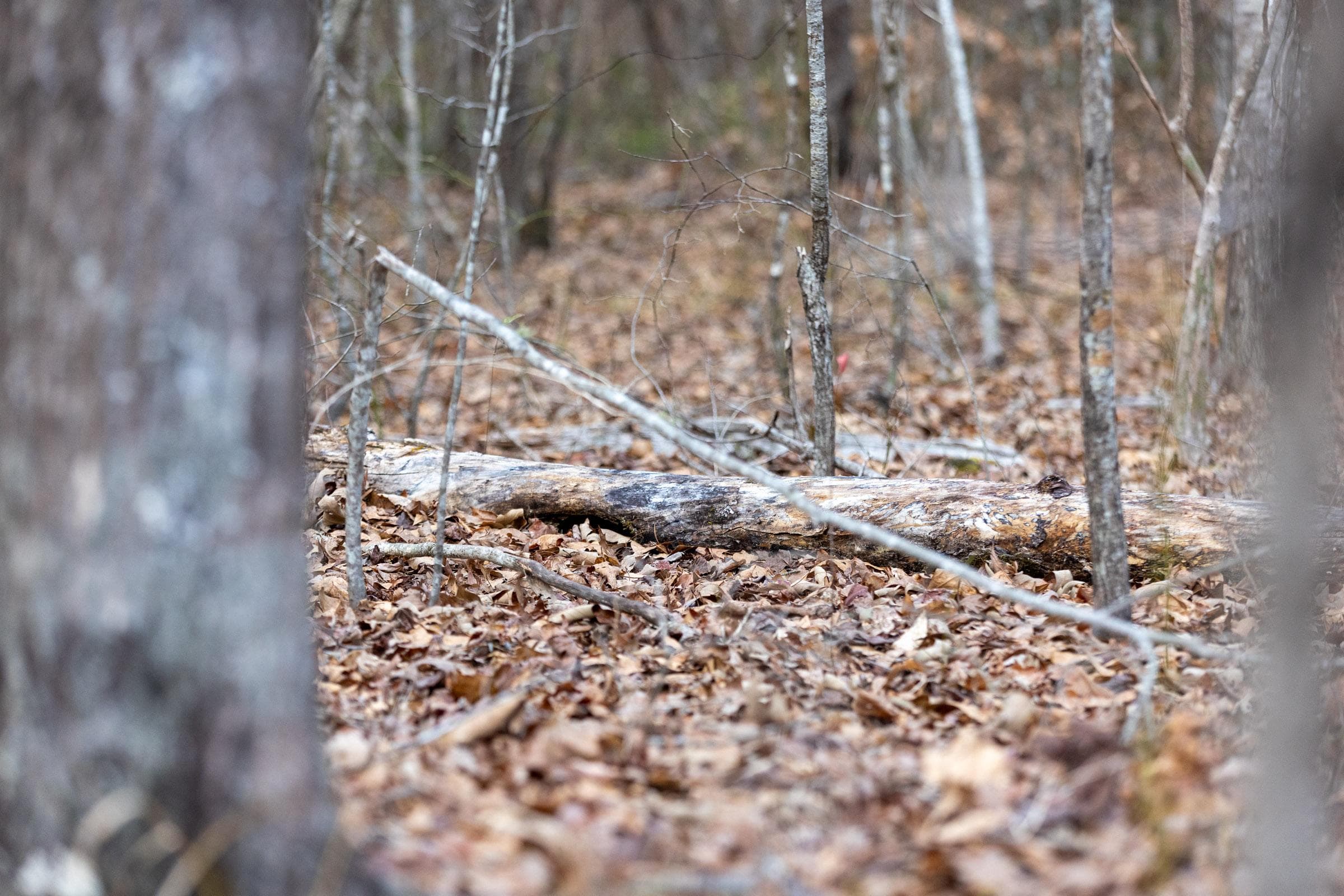 Baker Creek — Zero Credit Land owner financed land for sale in Fayette County, Alabama photo 4