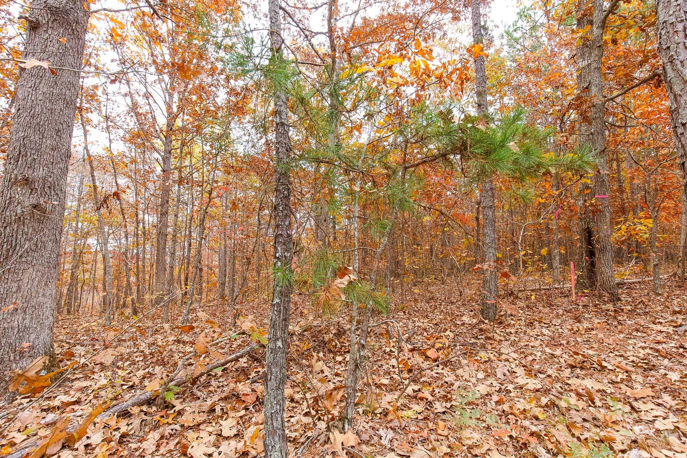 Hawk Crest — Zero Credit Land owner financed land for sale in Reynolds County, Missouri photo 4