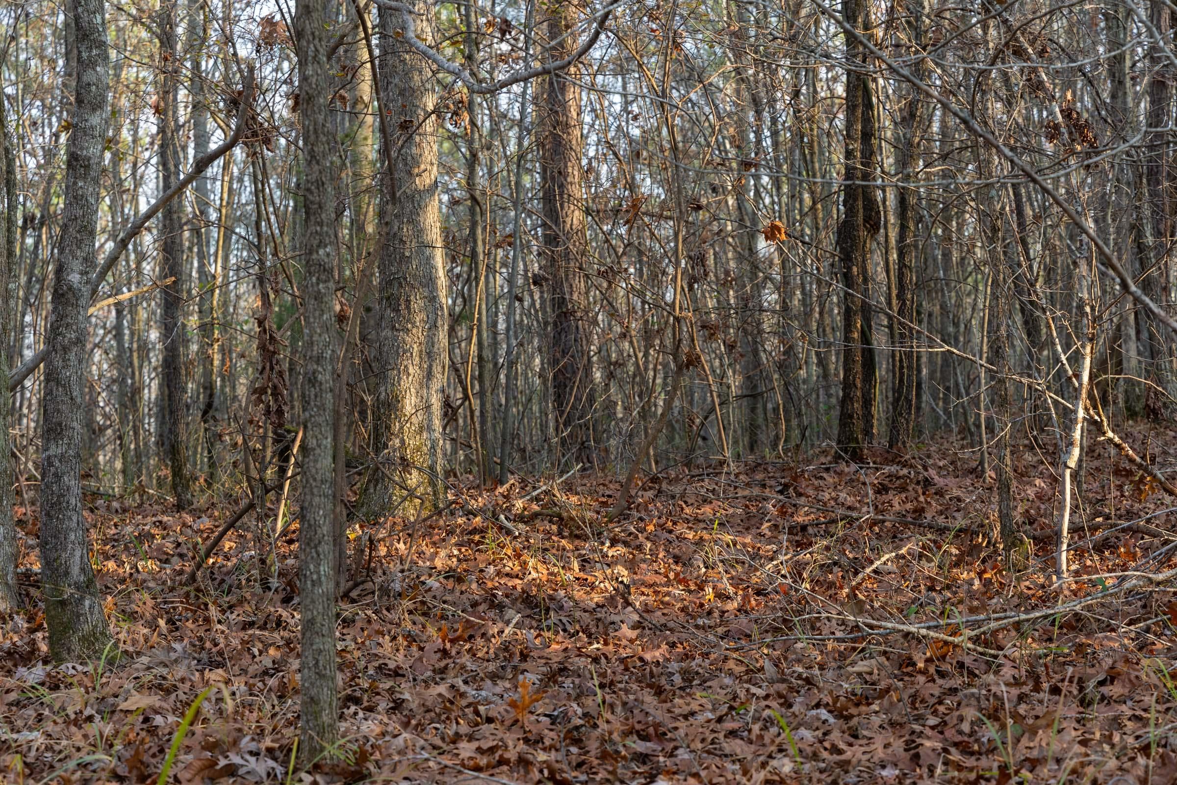 Lighting Ridge — Zero Credit Land owner financed land for sale in Colbert County, Alabama photo 35