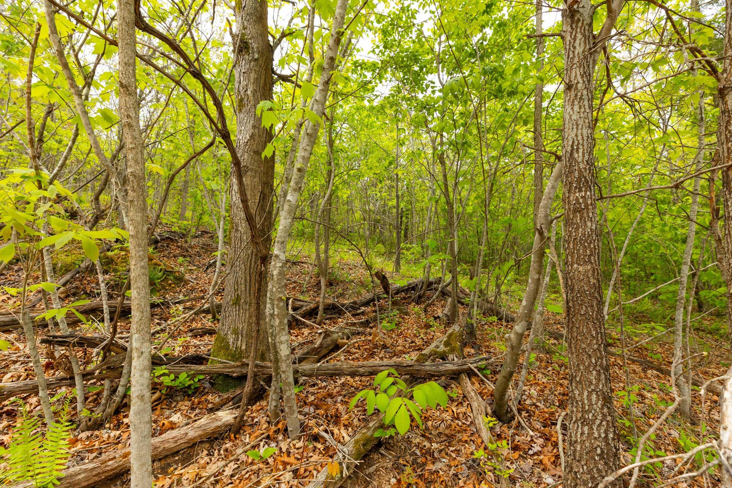 Double S Ranch — Zero Credit Land owner financed land for sale in Missouri photo 4