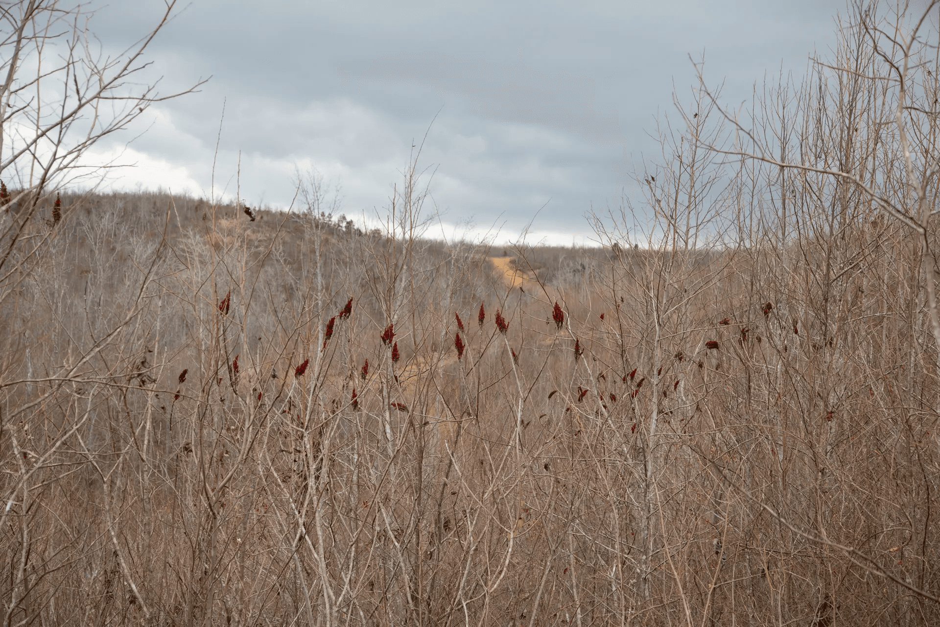 South Wind Ranch — Zero Credit Land owner financed land for sale in Perry County, Tennessee photo 4