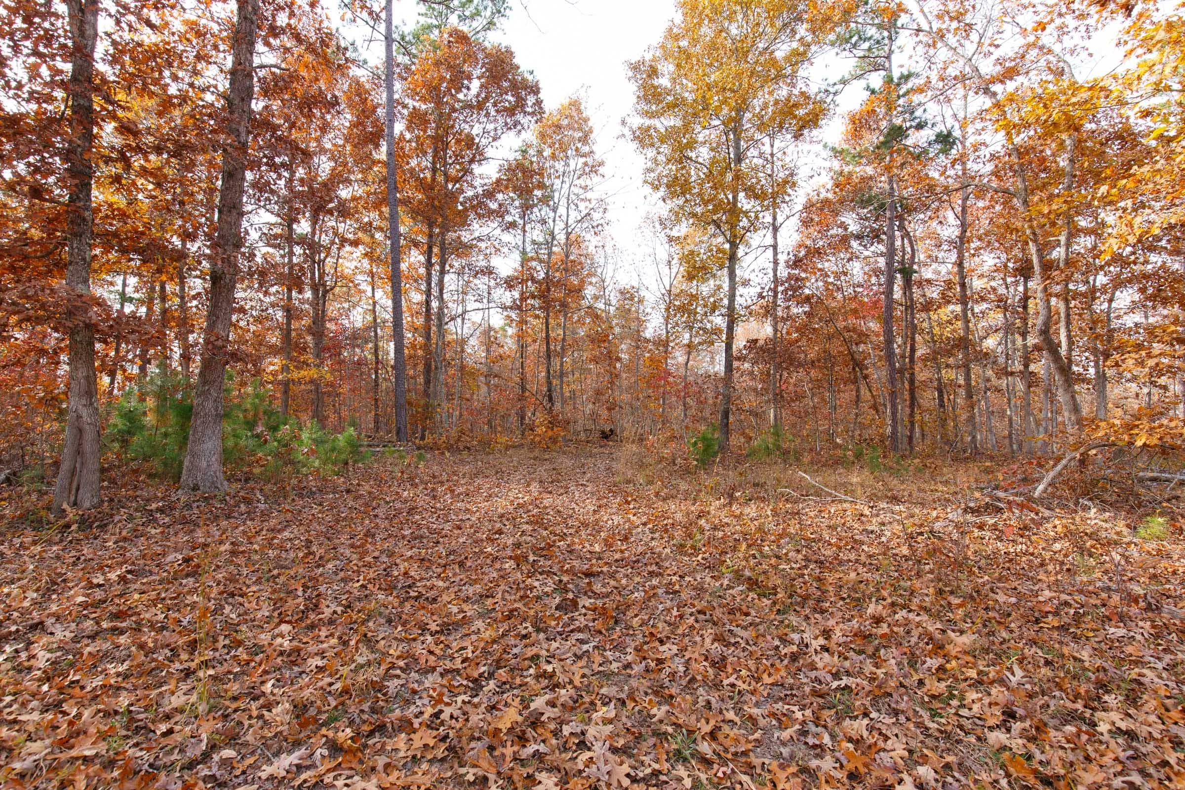 Hawk Crest — Zero Credit Land owner financed land for sale in Reynolds County, Missouri
