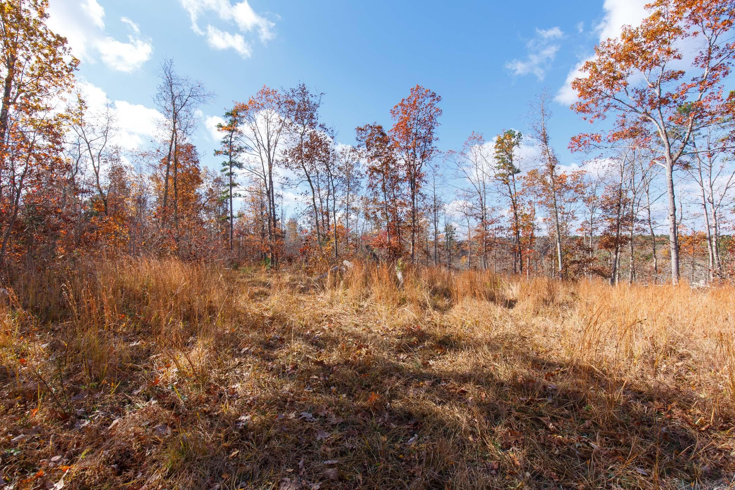 Hawk Crest — Zero Credit Land owner financed land for sale in Reynolds County, Missouri photo 6