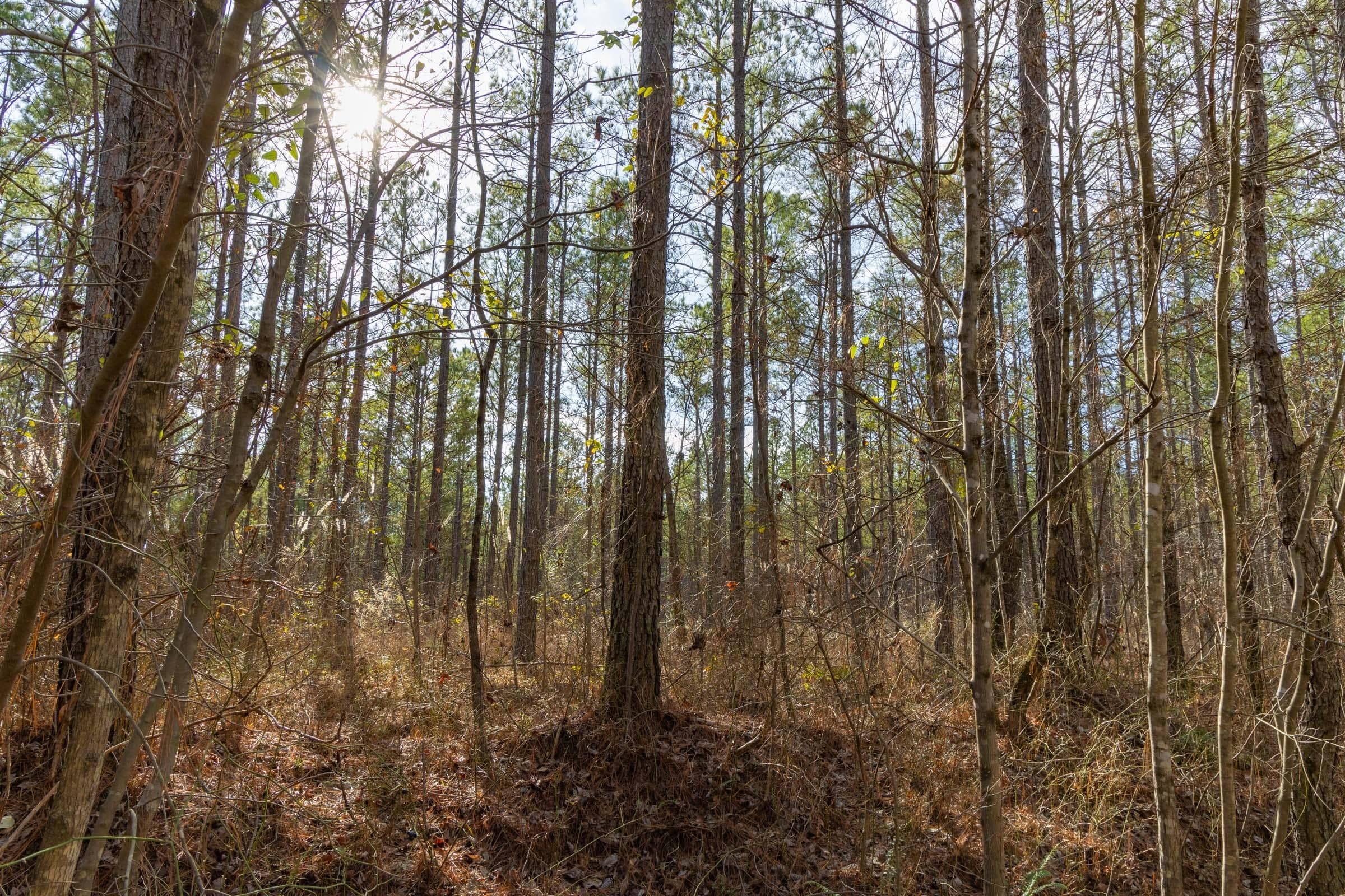 Lighting Ridge — Zero Credit Land owner financed land for sale in Colbert County, Alabama photo 62
