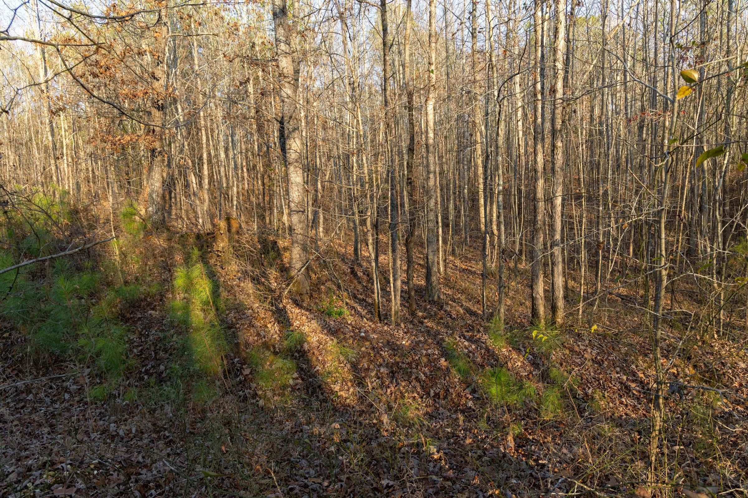 Lighting Ridge — Zero Credit Land owner financed land for sale in Colbert County, Alabama photo 31