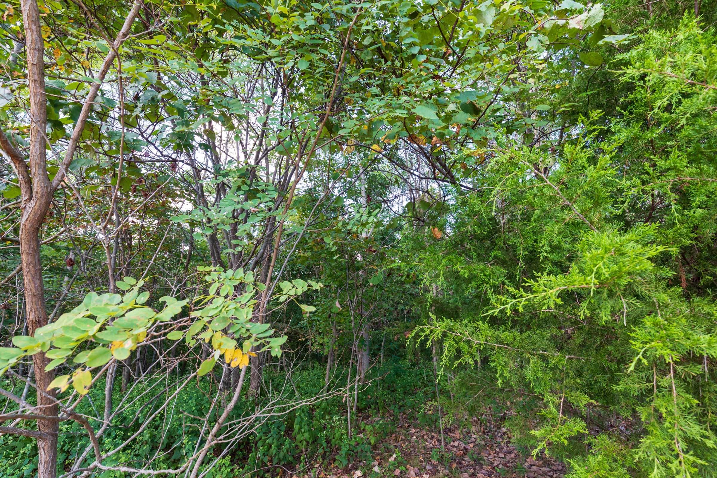 Redemption Ridge — Zero Credit Land owner financed land for sale in Wayne County, Tennessee photo 23
