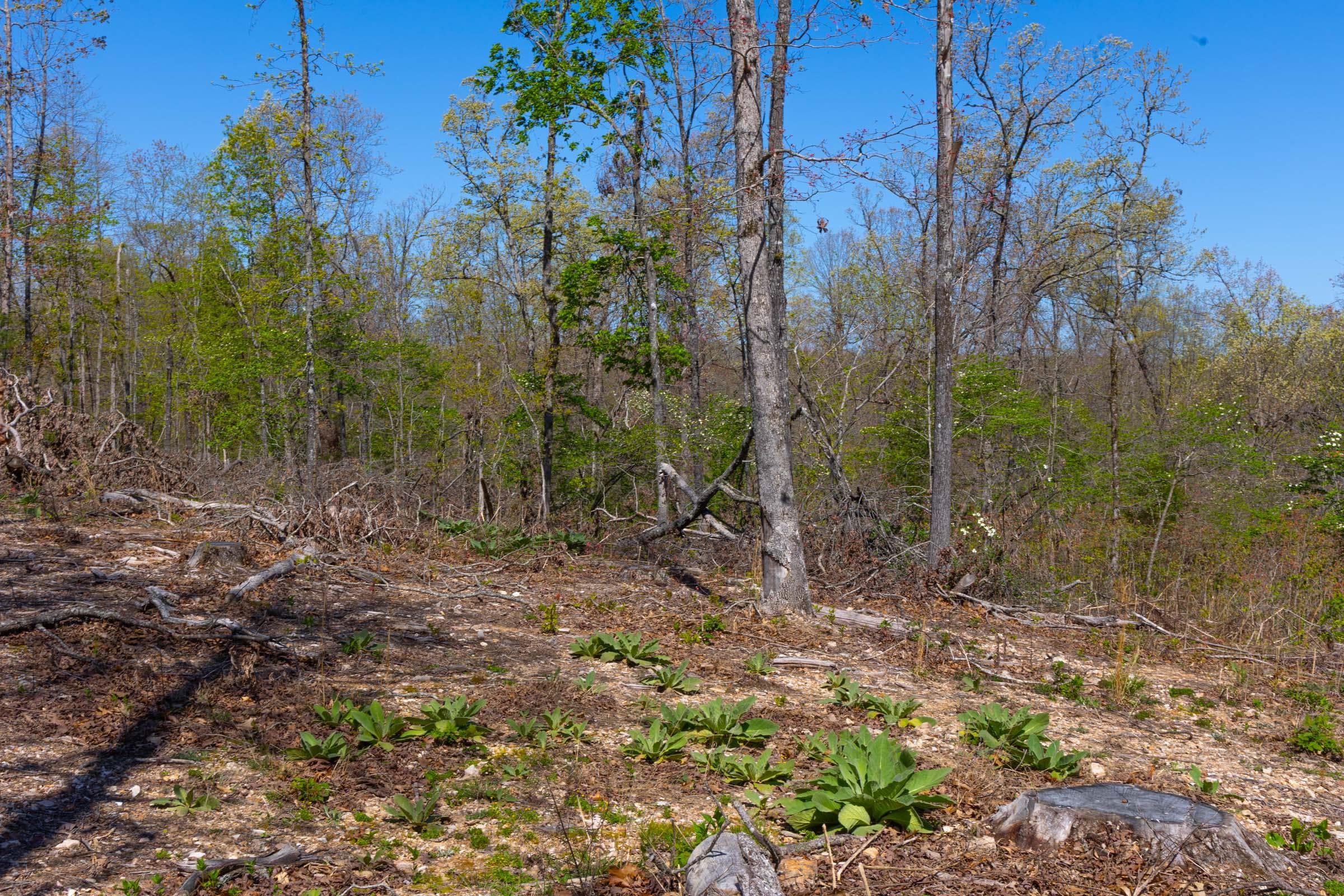 Lazybrook — Zero Credit Land owner financed land for sale in Fulton County, Arkansas photo 19
