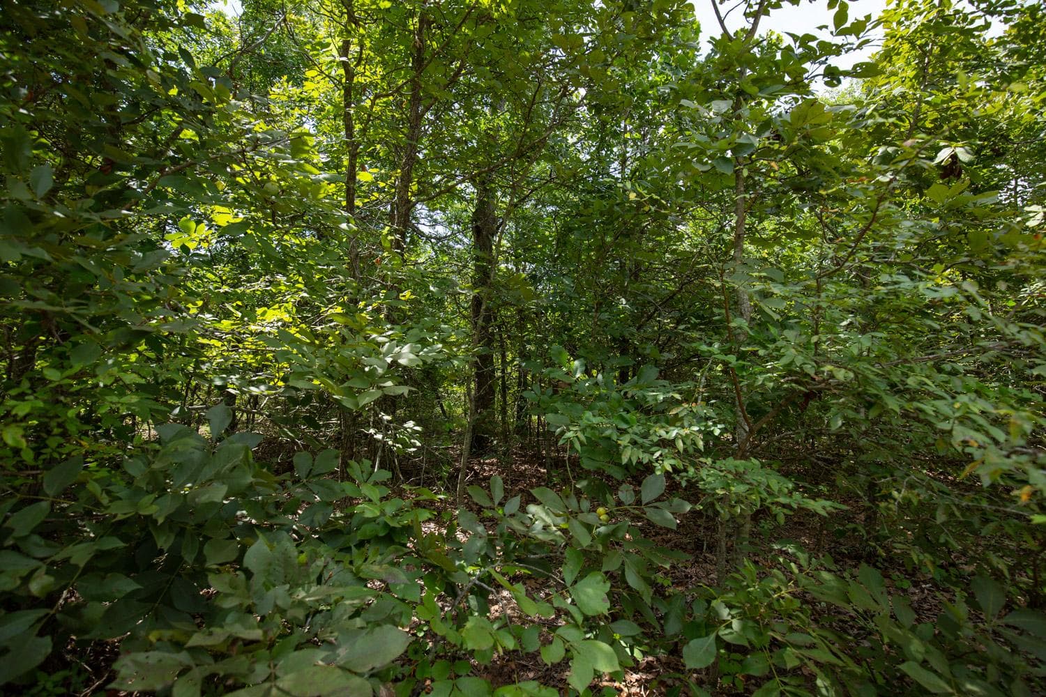 Timber Ridge — Zero Credit Land owner financed land for sale in McIntosh County, Oklahoma photo 2