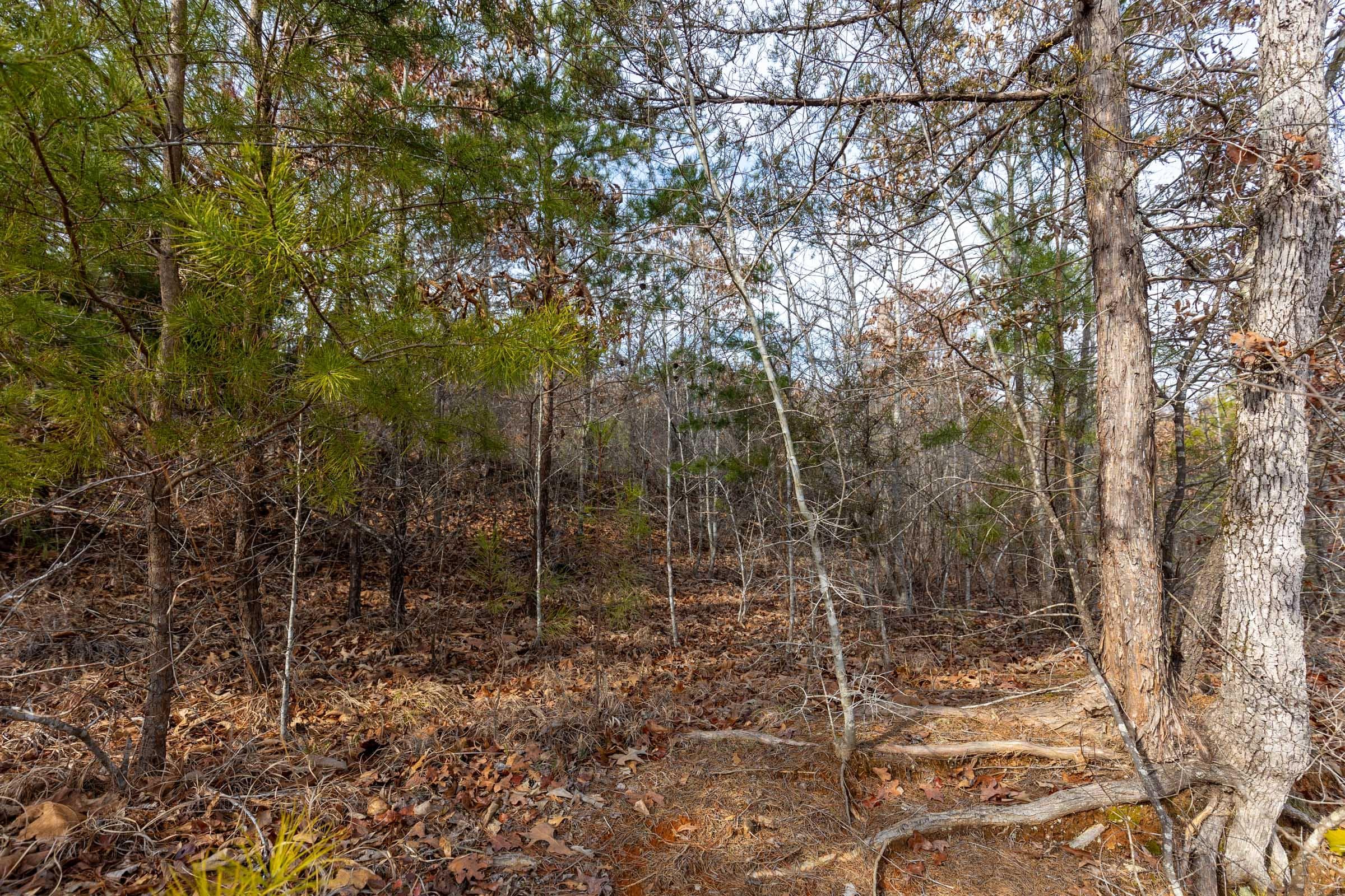 Baker Creek — Zero Credit Land owner financed land for sale in Fayette County, Alabama photo 2