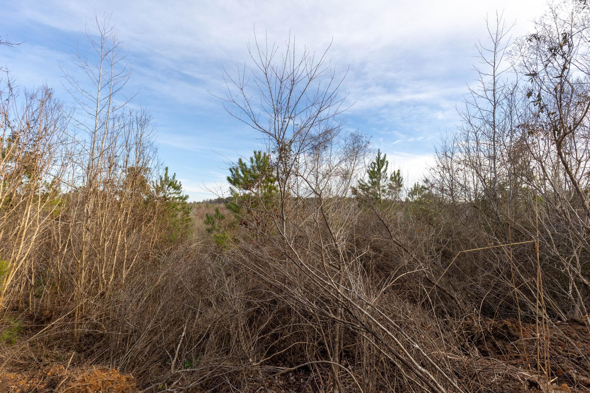 Baker Creek — Zero Credit Land owner financed land for sale in Fayette County, Alabama photo 3