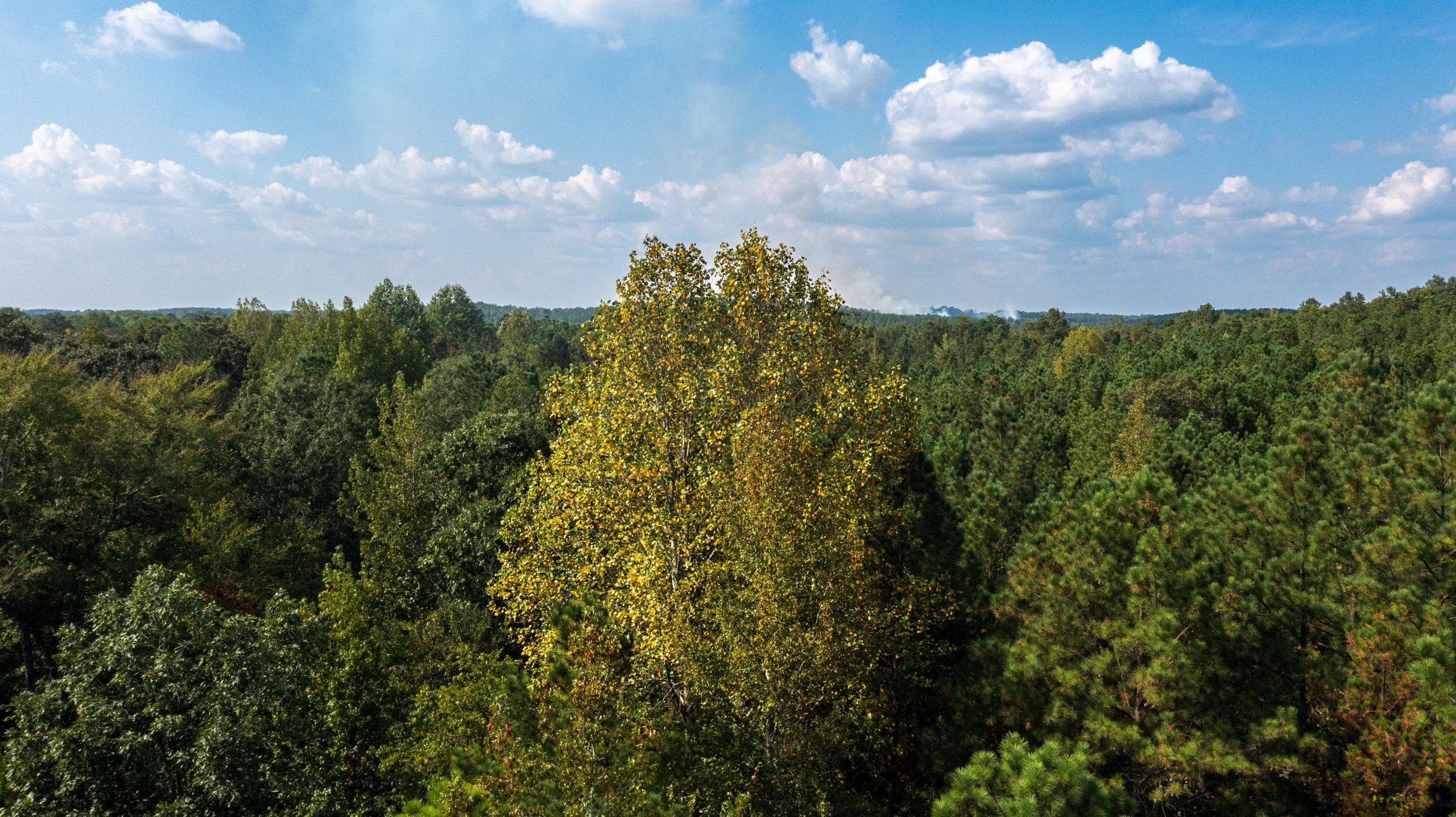 Willow Grove — Zero Credit Land owner financed land for sale in Lamar County, Alabama photo 35