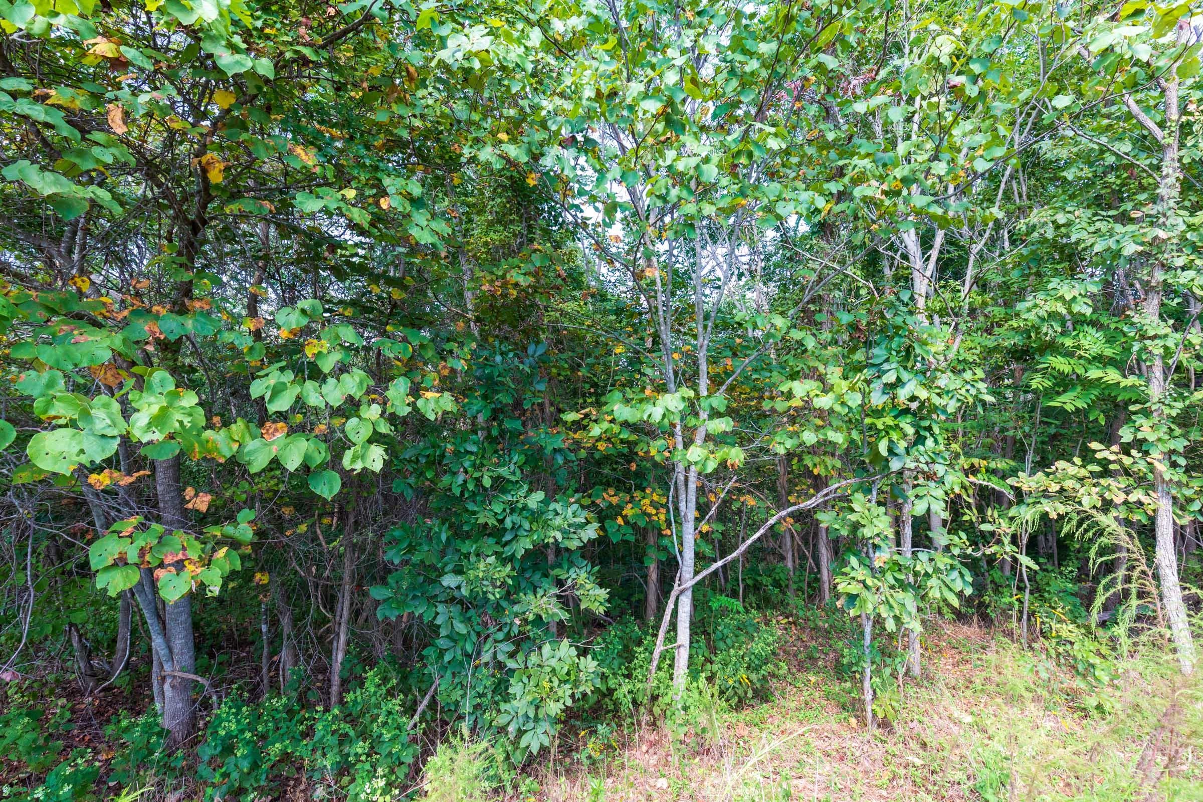 Redemption Ridge — Zero Credit Land owner financed land for sale in Wayne County, Tennessee photo 22